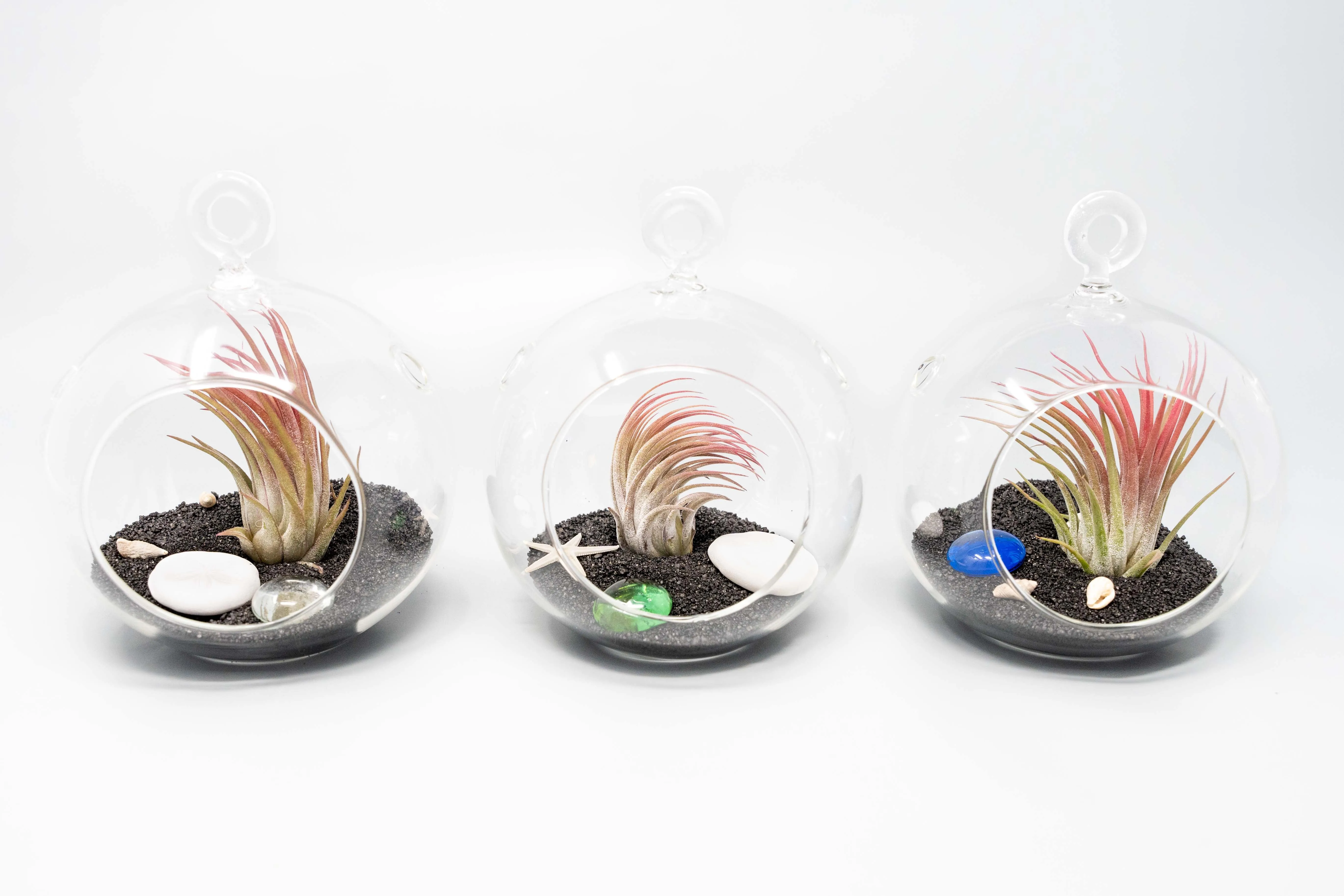 Beach Terrarium in Flat Bottom Globe with Black Sand and Tillandsia Ionantha