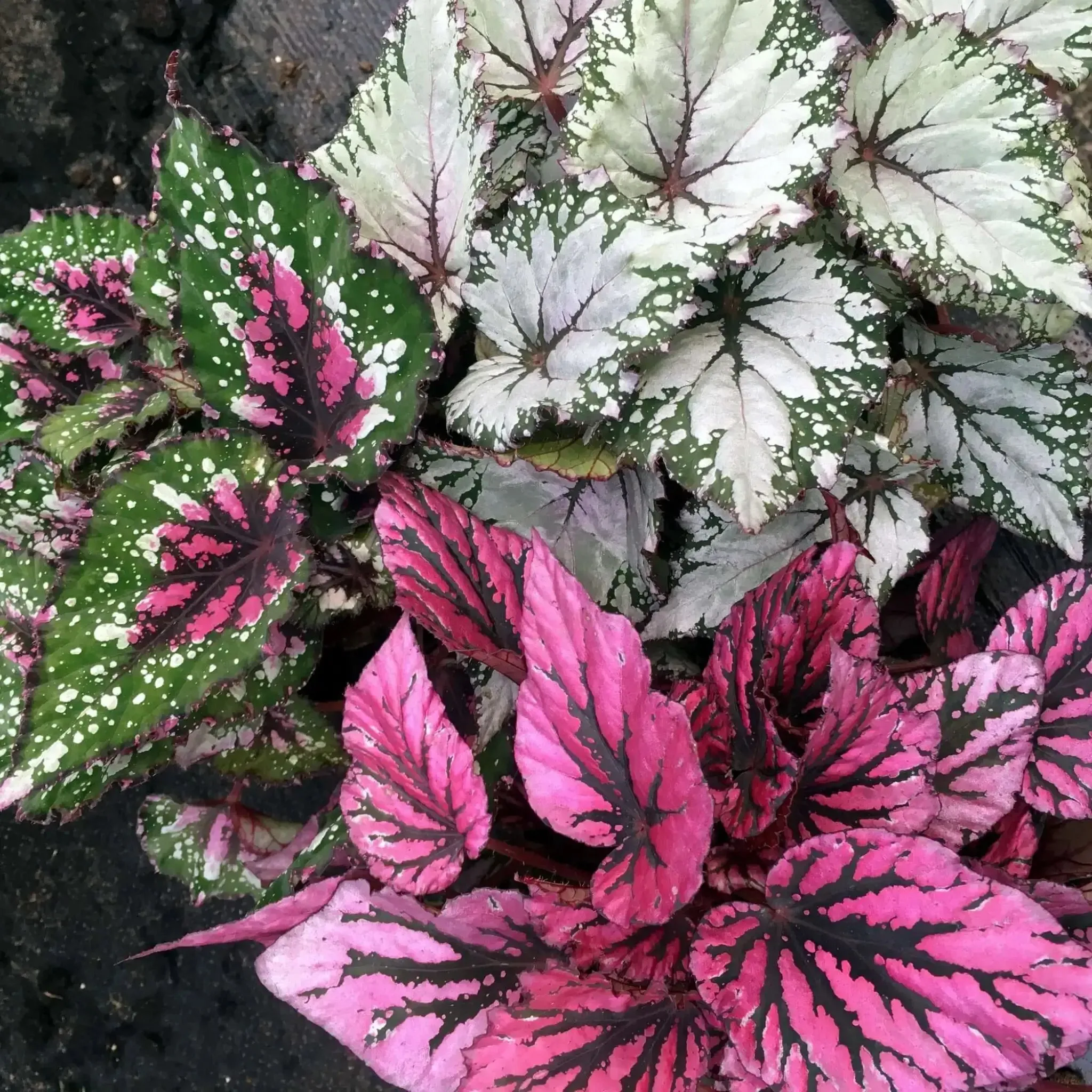 Begonia (Begonia sp.)