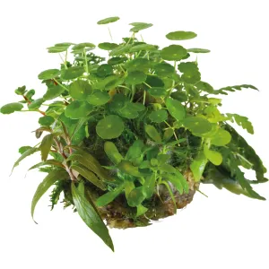 BioArt Plant Ball - Hydrocotyle and Verticillata for BioArt Terrarium