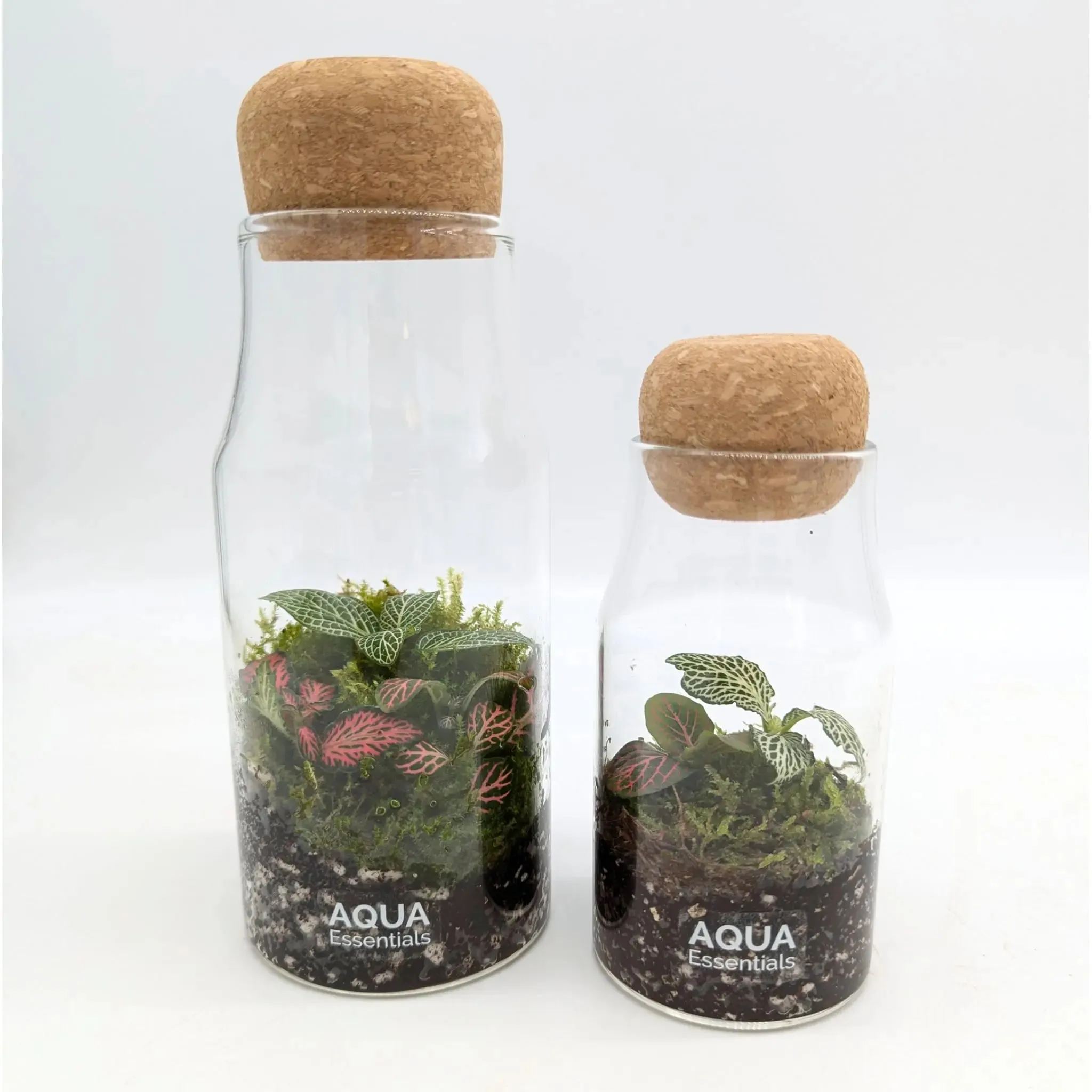 Bottled Terrarium