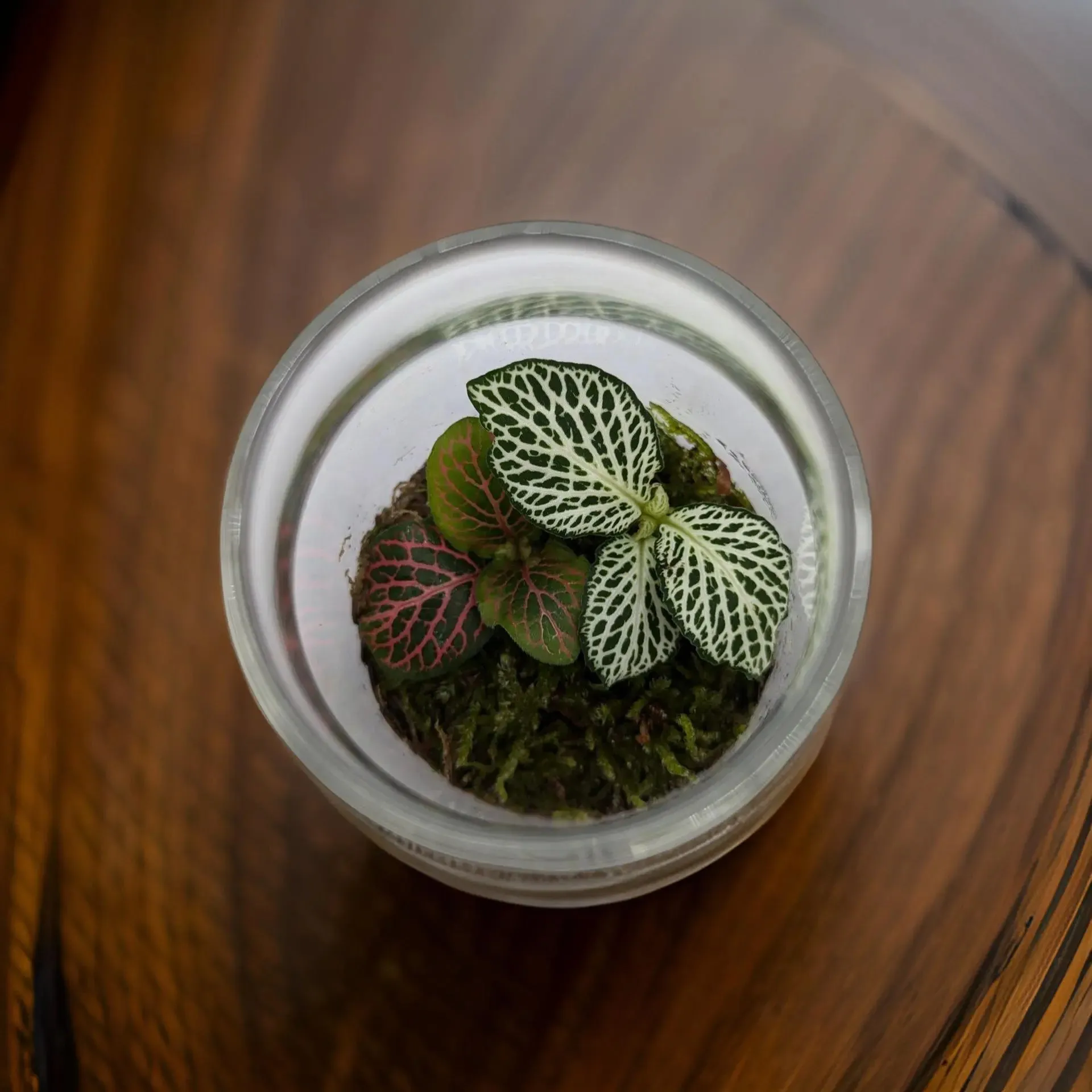 Bottled Terrarium