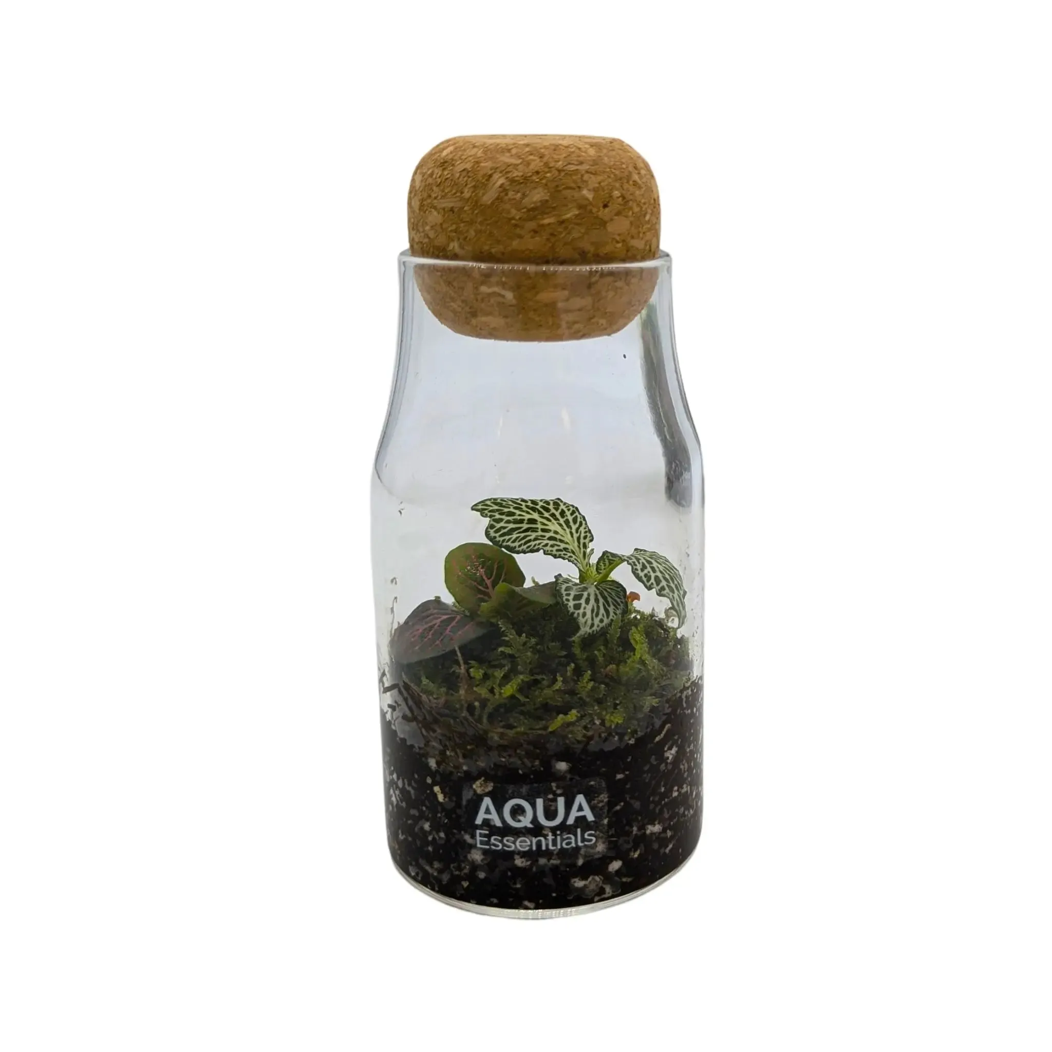 Bottled Terrarium