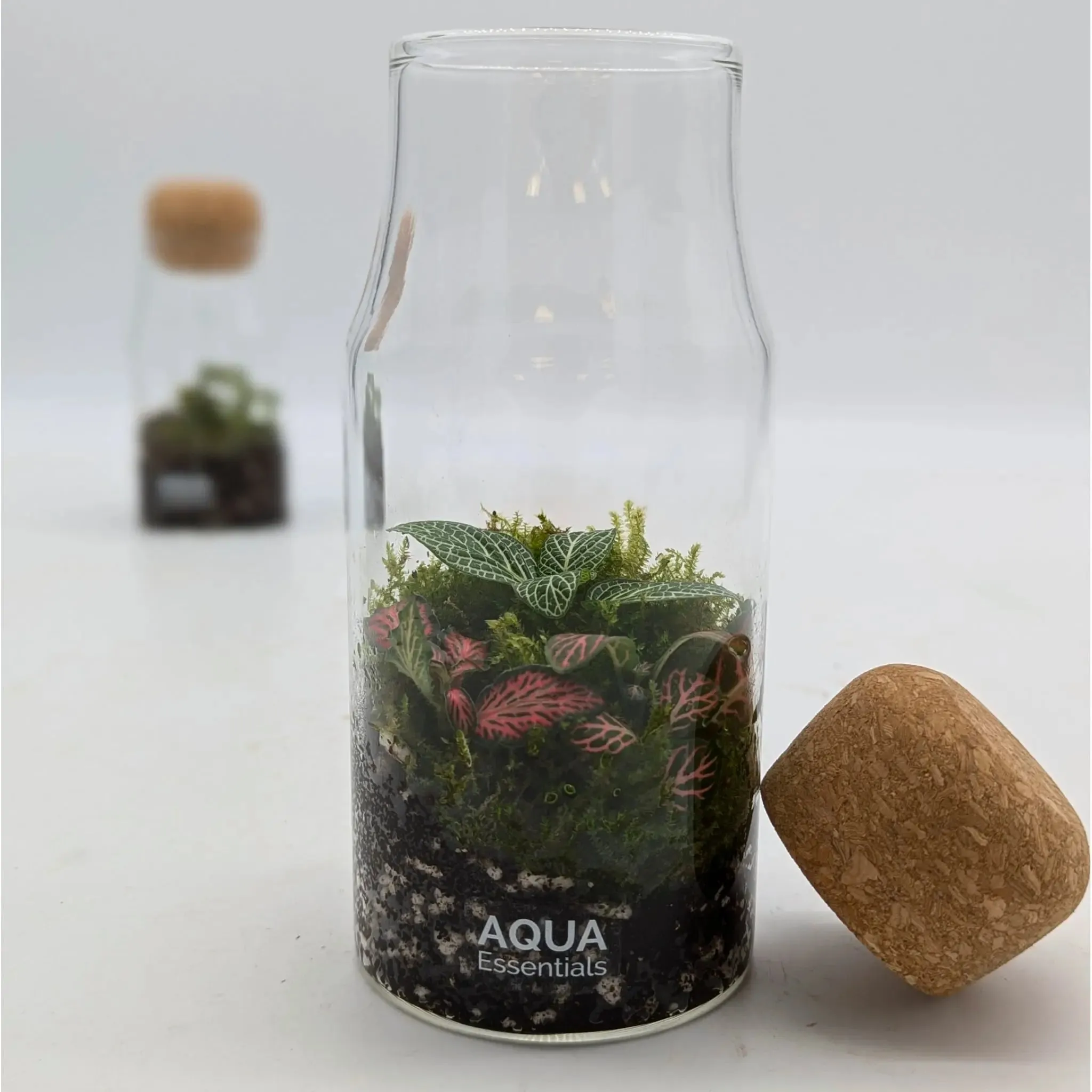 Bottled Terrarium