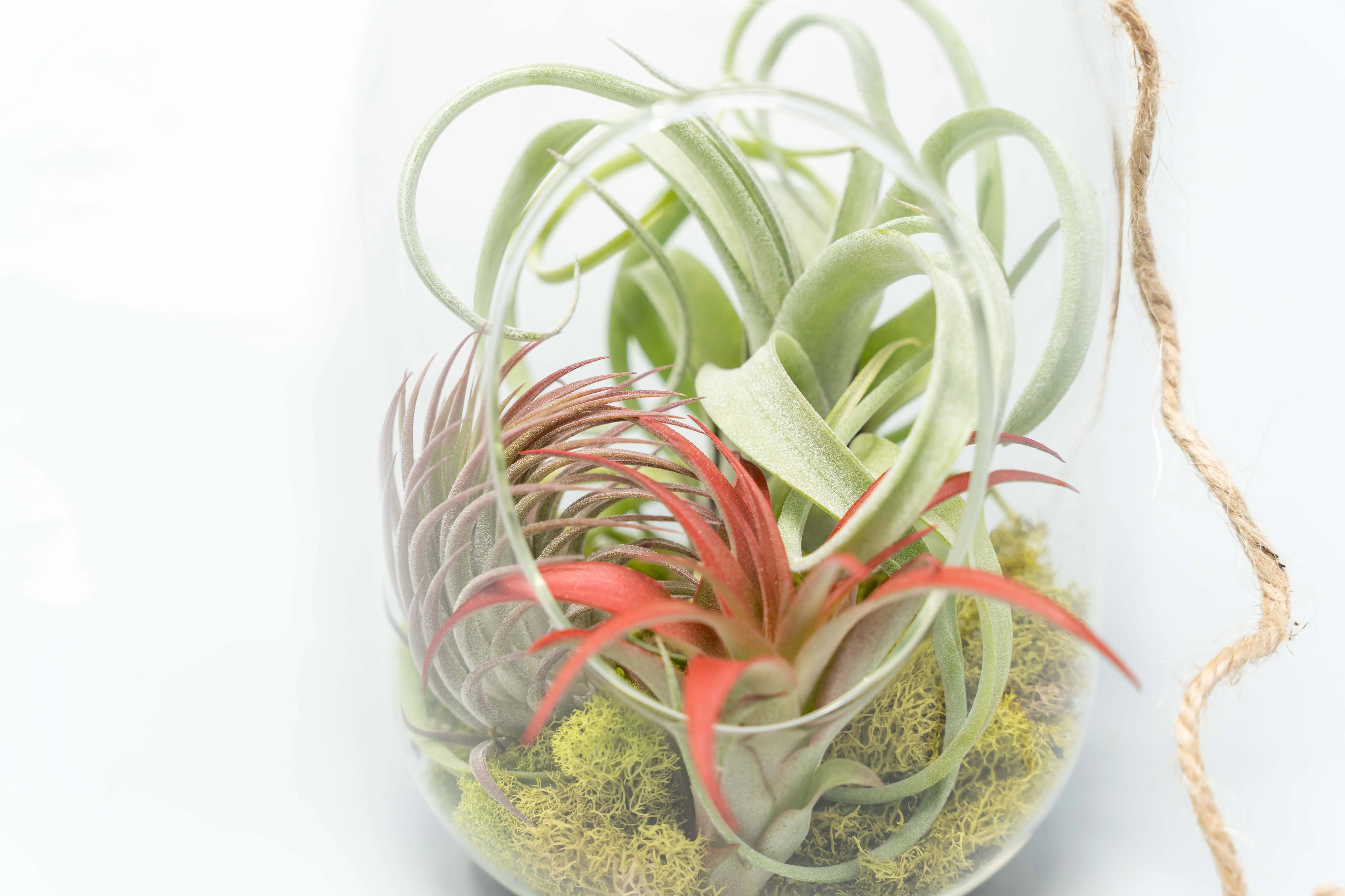 Capsule Terrarium with Moss and Tillandsia Air Plants