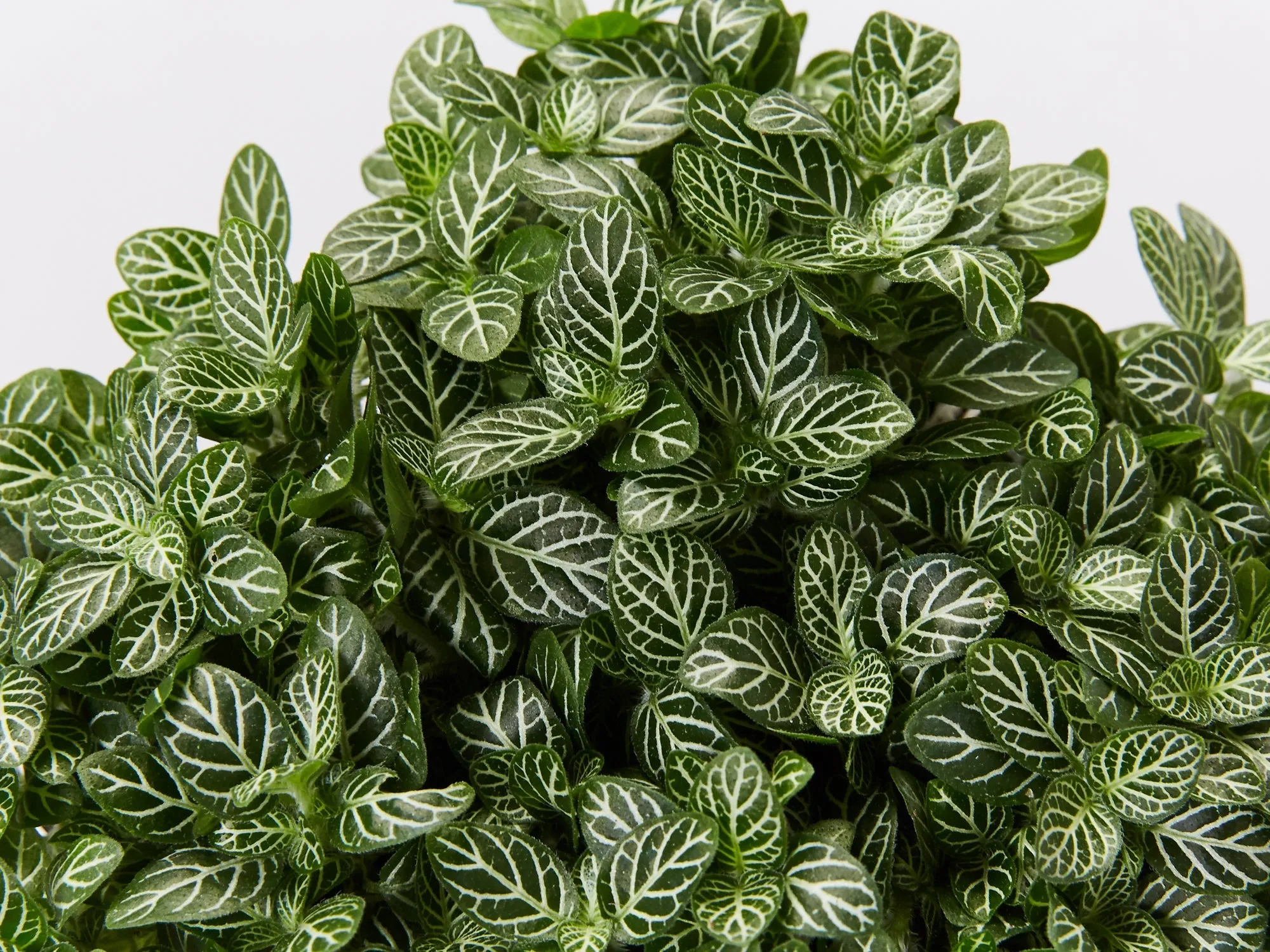 Fittonia White Angel - Green