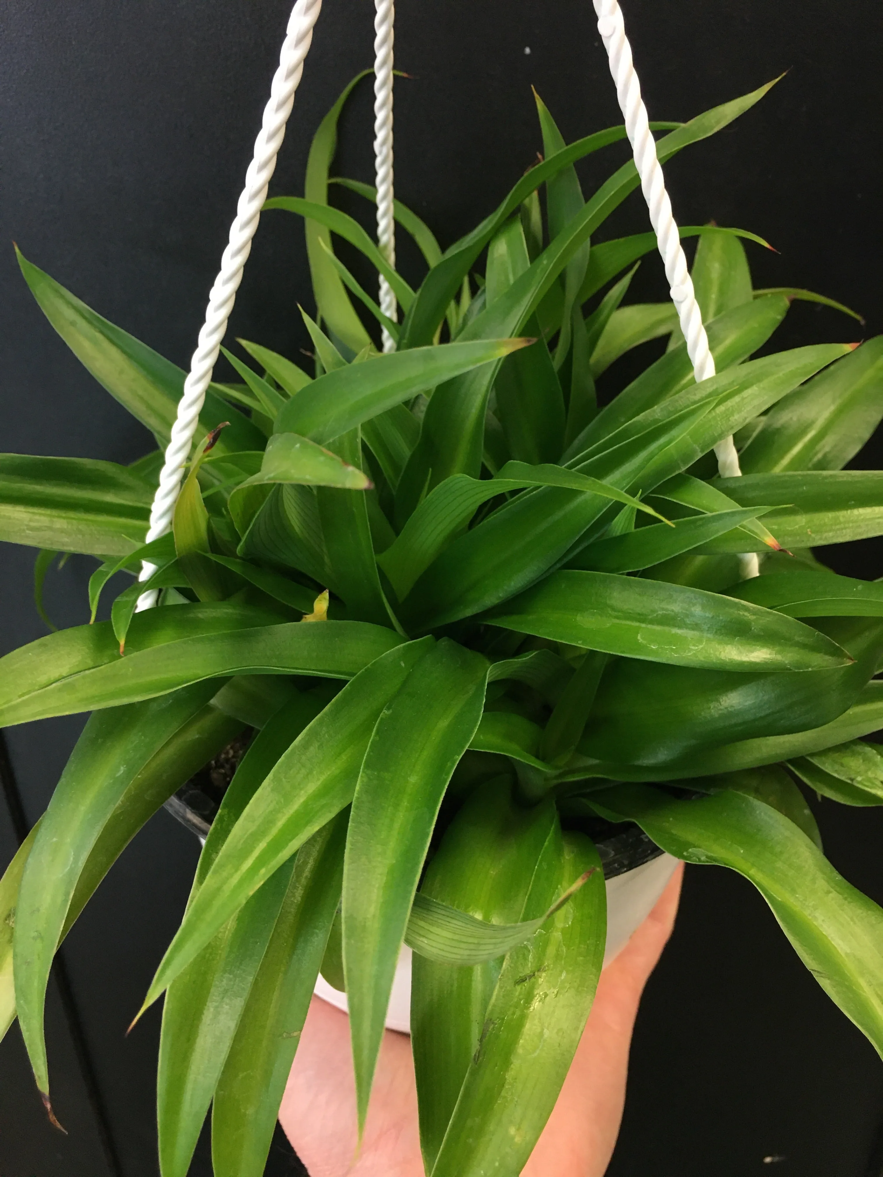 Green Spider Plant