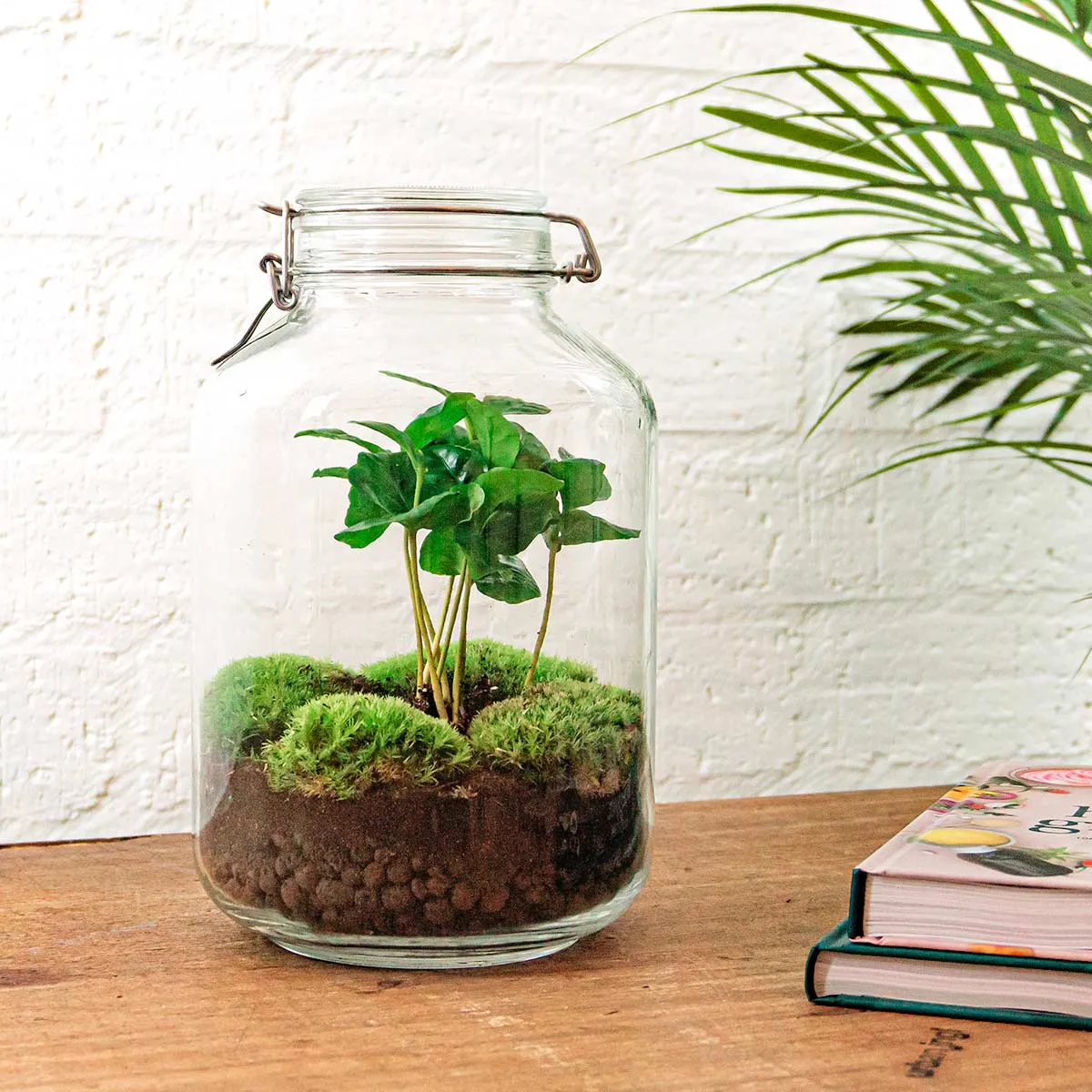 Jar Terrarium Kit - Bottle Garden - ↑ 28 cm