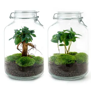 Jar Terrarium Kit - Bottle Garden - ↑ 28 cm