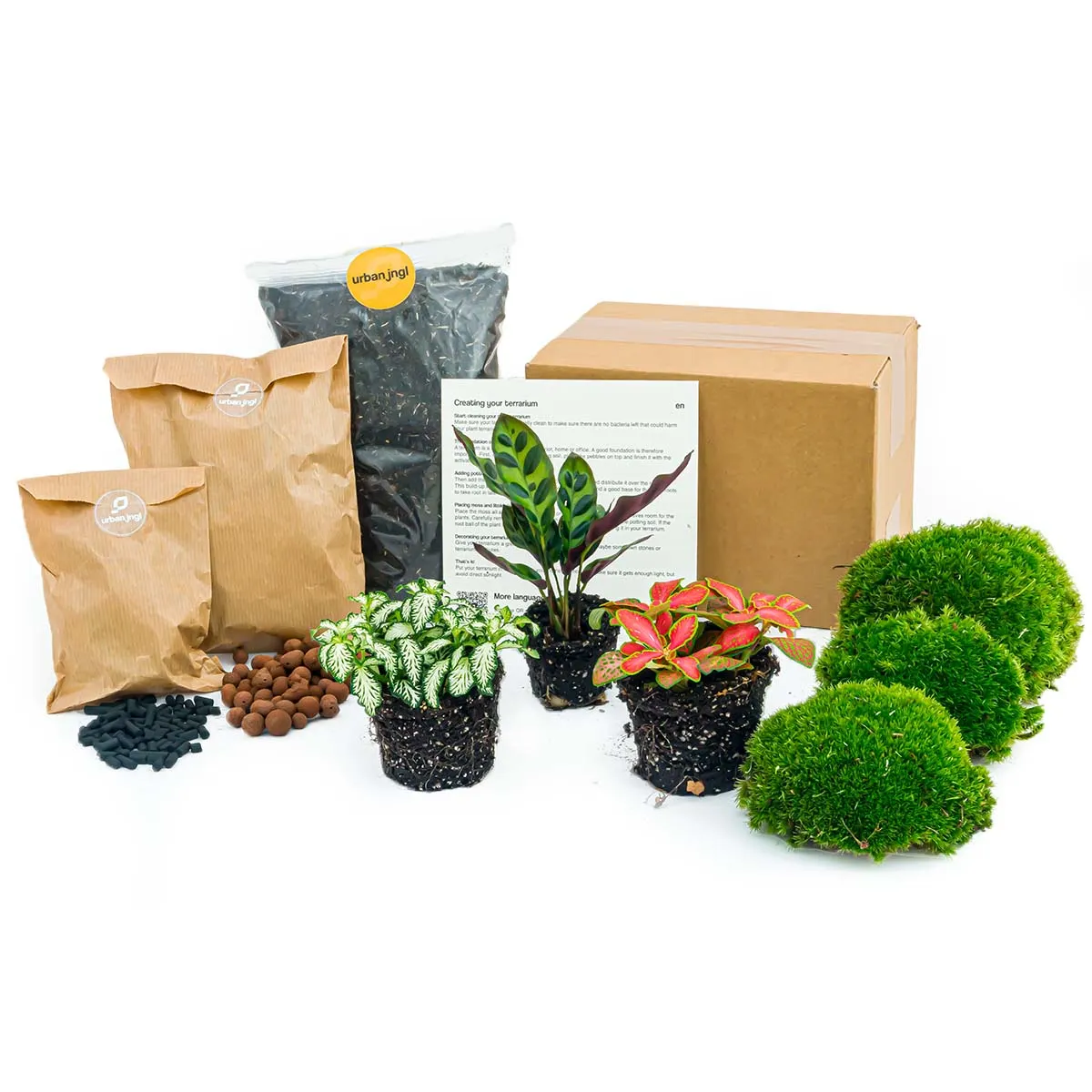 Plant terrarium package - Calathea Lancifolia - 3 terrarium plants - Refill & Starter package - DIY Terrarium kit