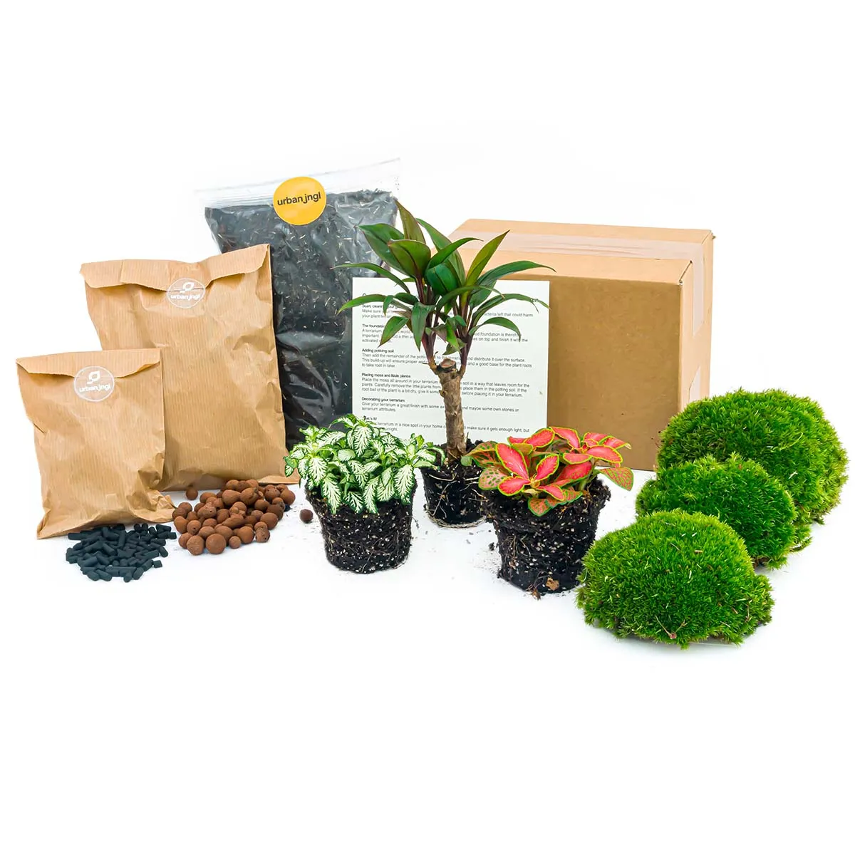 Plant terrarium package - Palm - 3 terrarium plants - Refill & Starter package - DIY Terrarium kit