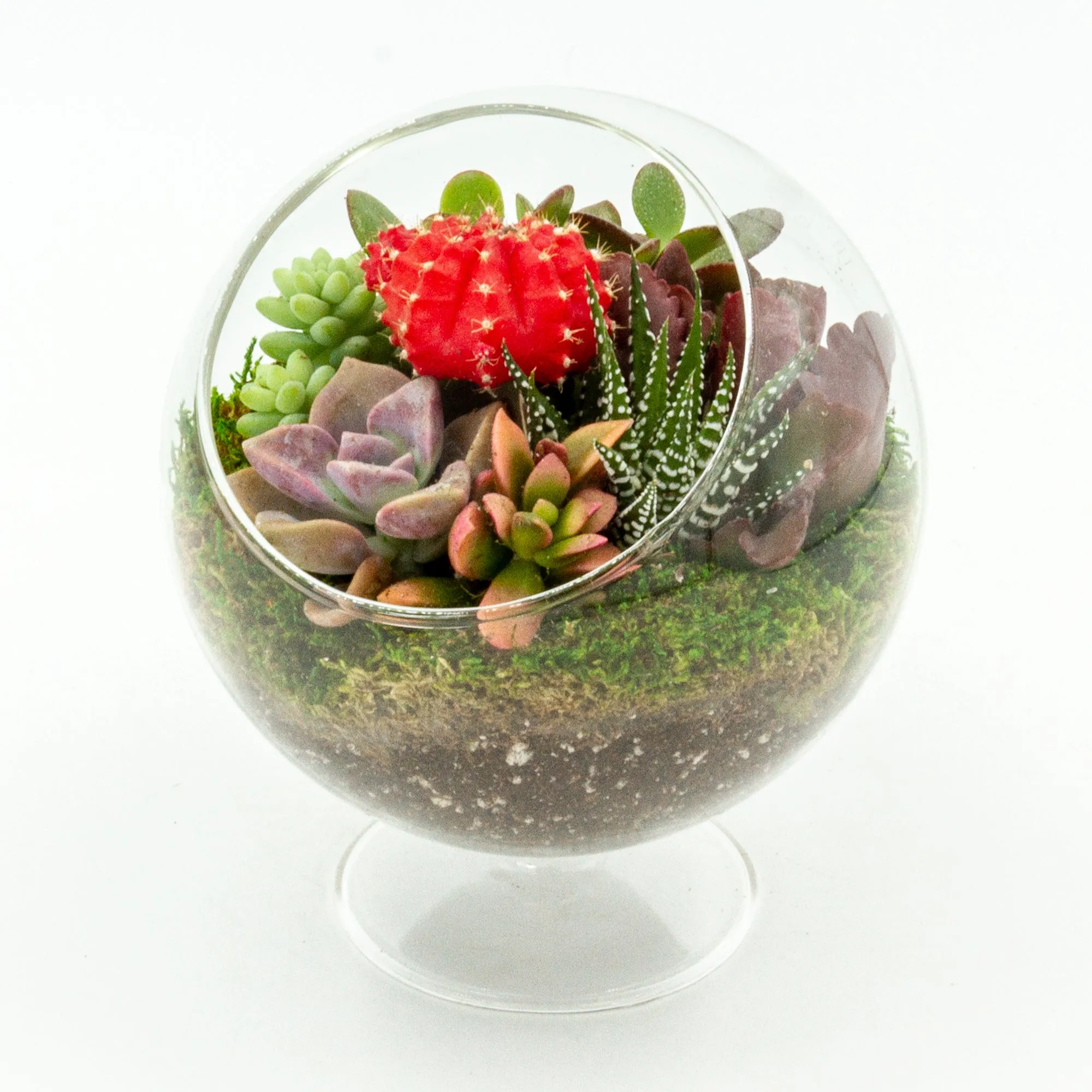 Succulent Terrarium with Stand - Medium