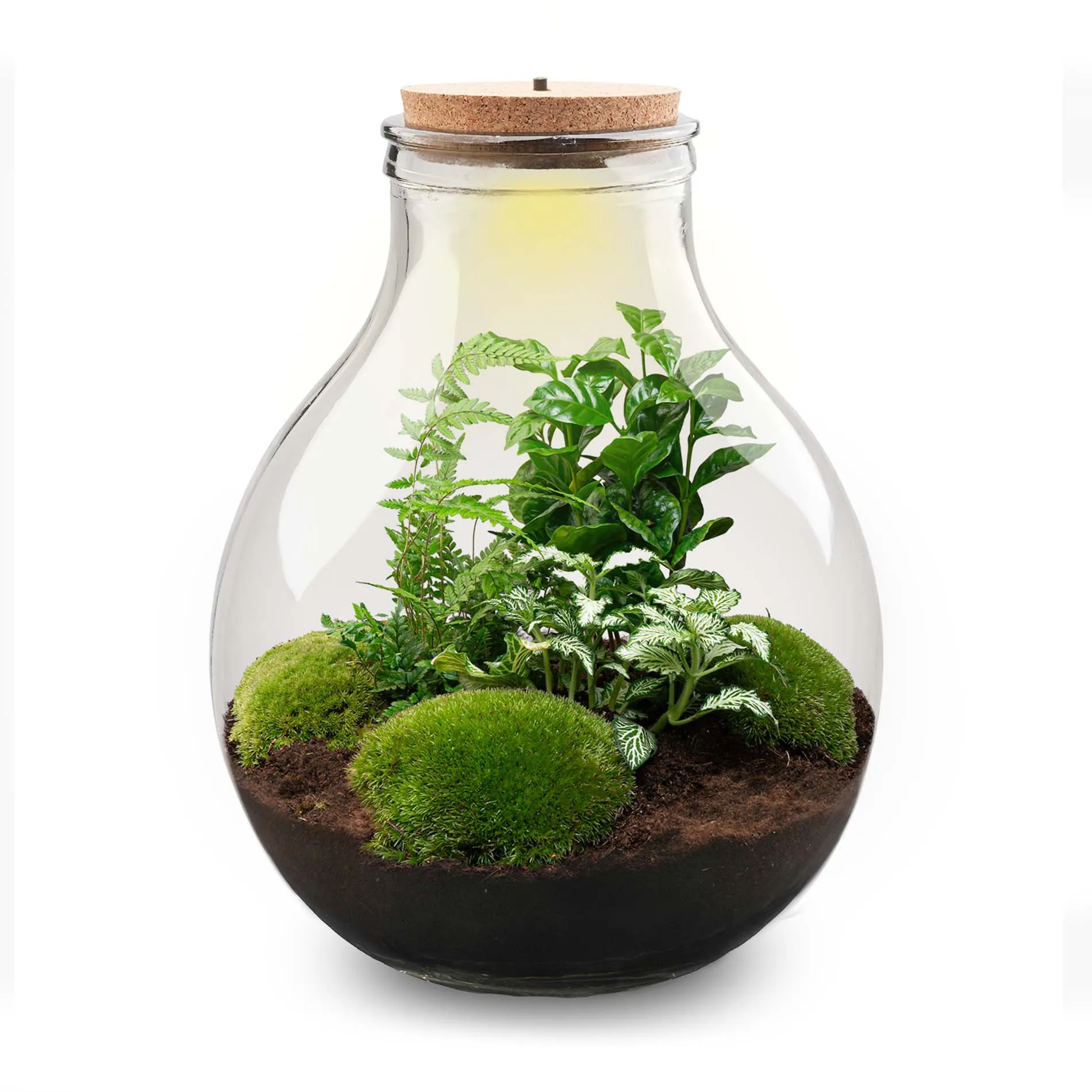 Terrarium DIY Kit - Big Paul Green XL - Bottle Garden - ↑ 40 cm