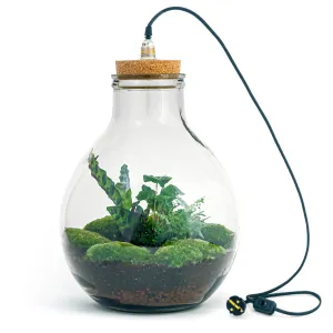 Terrarium DIY Kit - Big Paul Jungle - Bottle Garden - ↑ 39/46cm