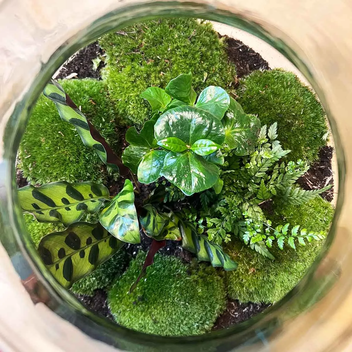 Terrarium DIY Kit - Big Paul Jungle - Bottle Garden - ↑ 39/46cm