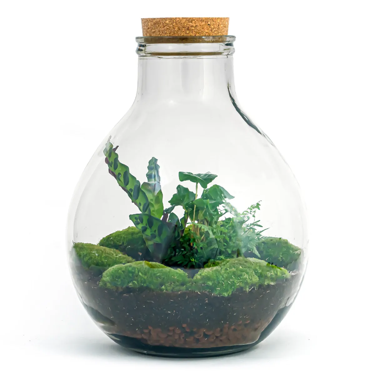 Terrarium DIY Kit - Big Paul Jungle - Bottle Garden - ↑ 39/46cm