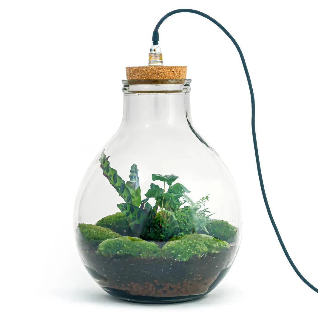 Terrarium DIY Kit - Big Paul Jungle - Bottle Garden - ↑ 39/46cm