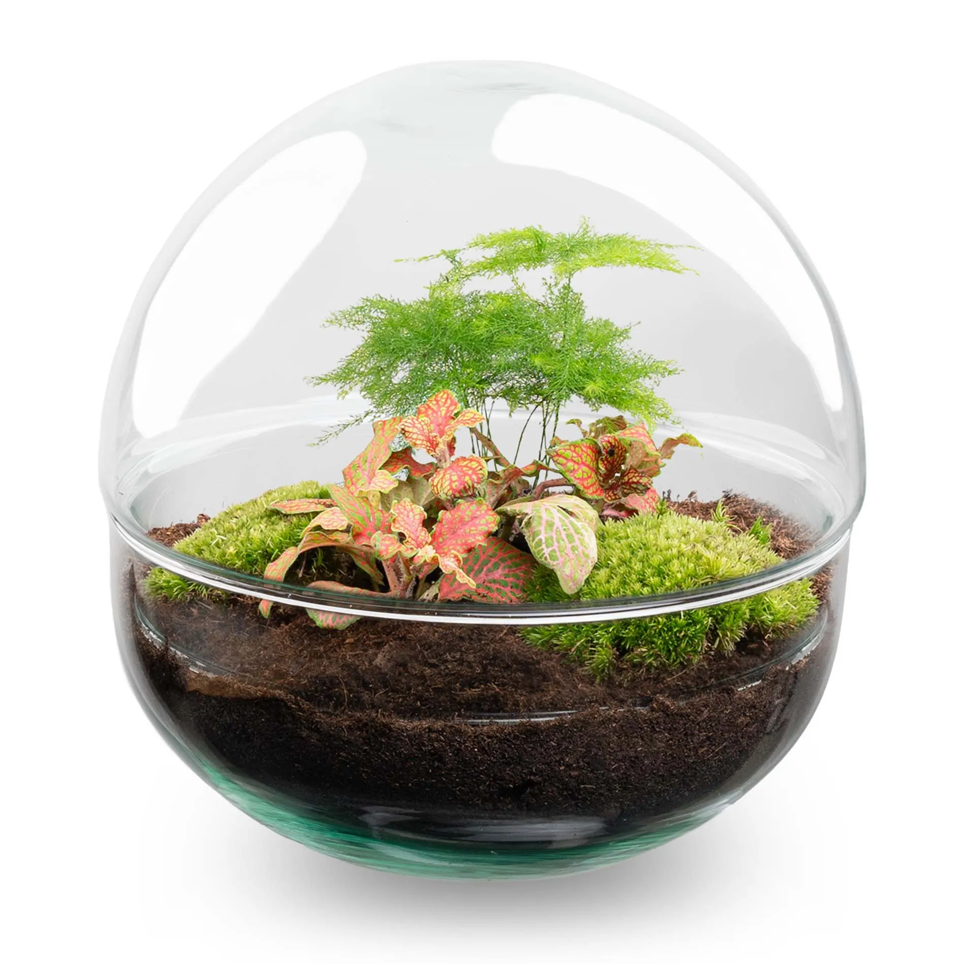 Terrarium DIY Kit - Dome Red - Bottle Garden - ↑ 20 cm