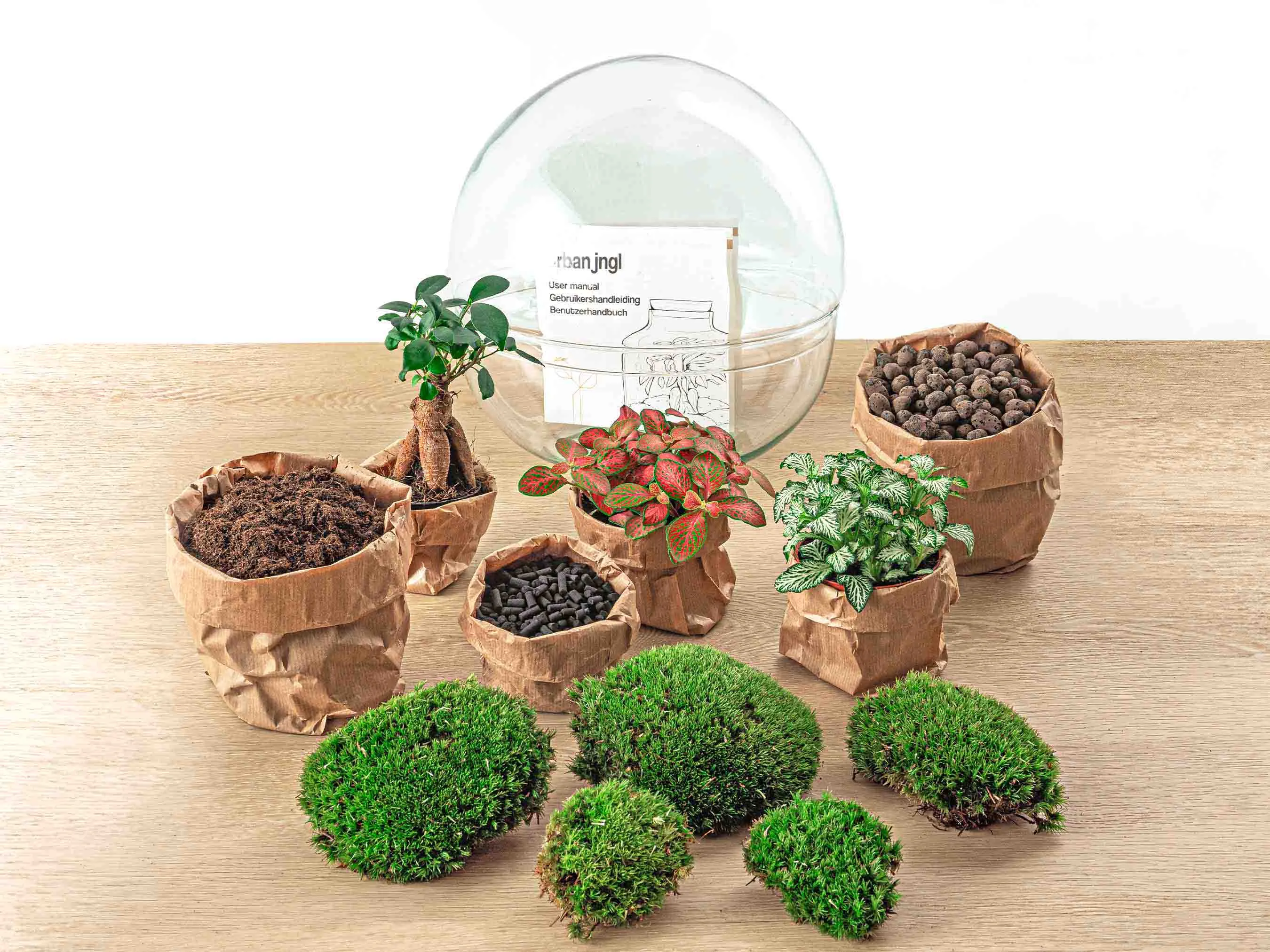 Terrarium DIY Kit - Dome XL Ficus Ginseng Bonsai - Bottle Garden - ↑ 30 cm