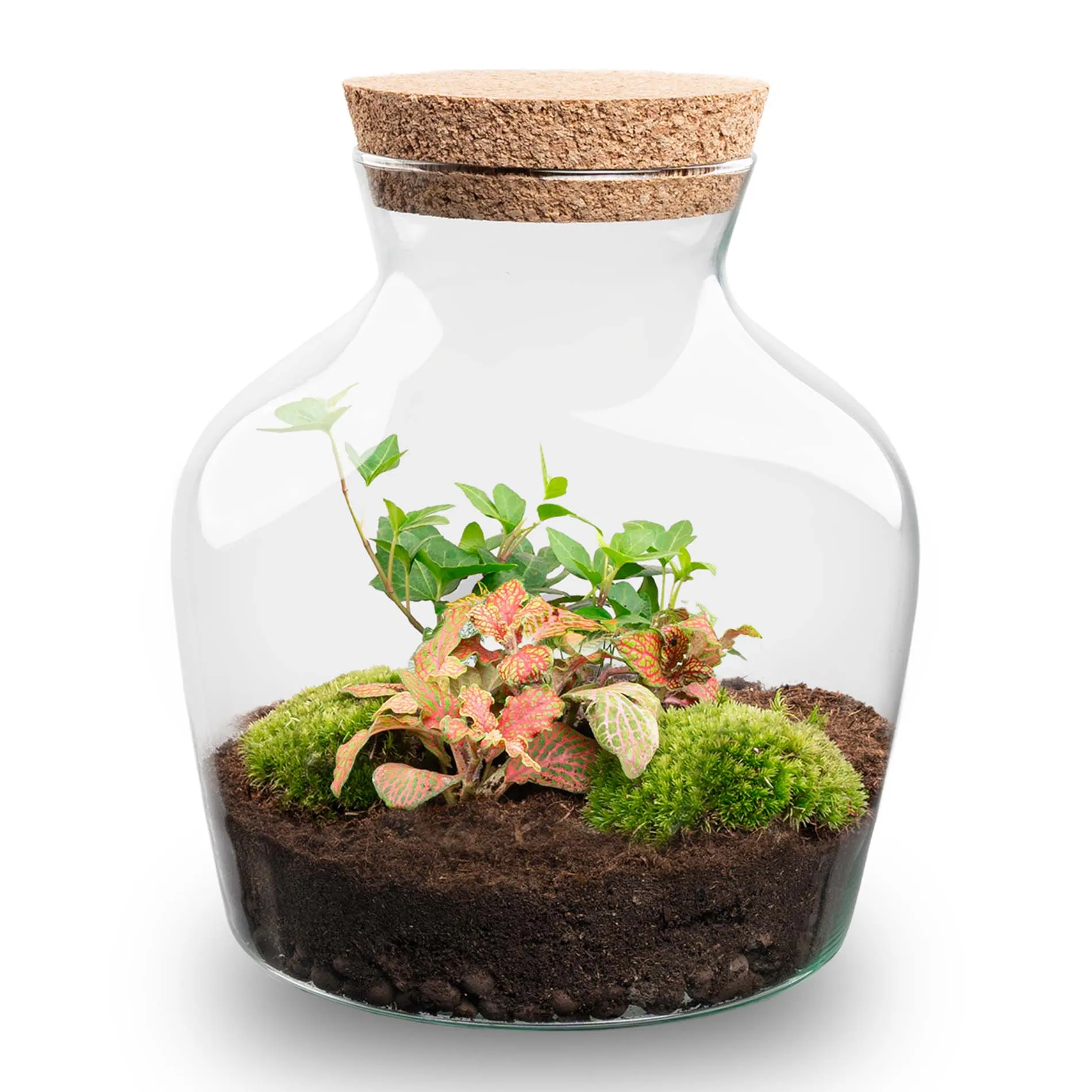 Terrarium DIY Kit - Little Joe - Bottle Garden - ↑ 21.5 cm