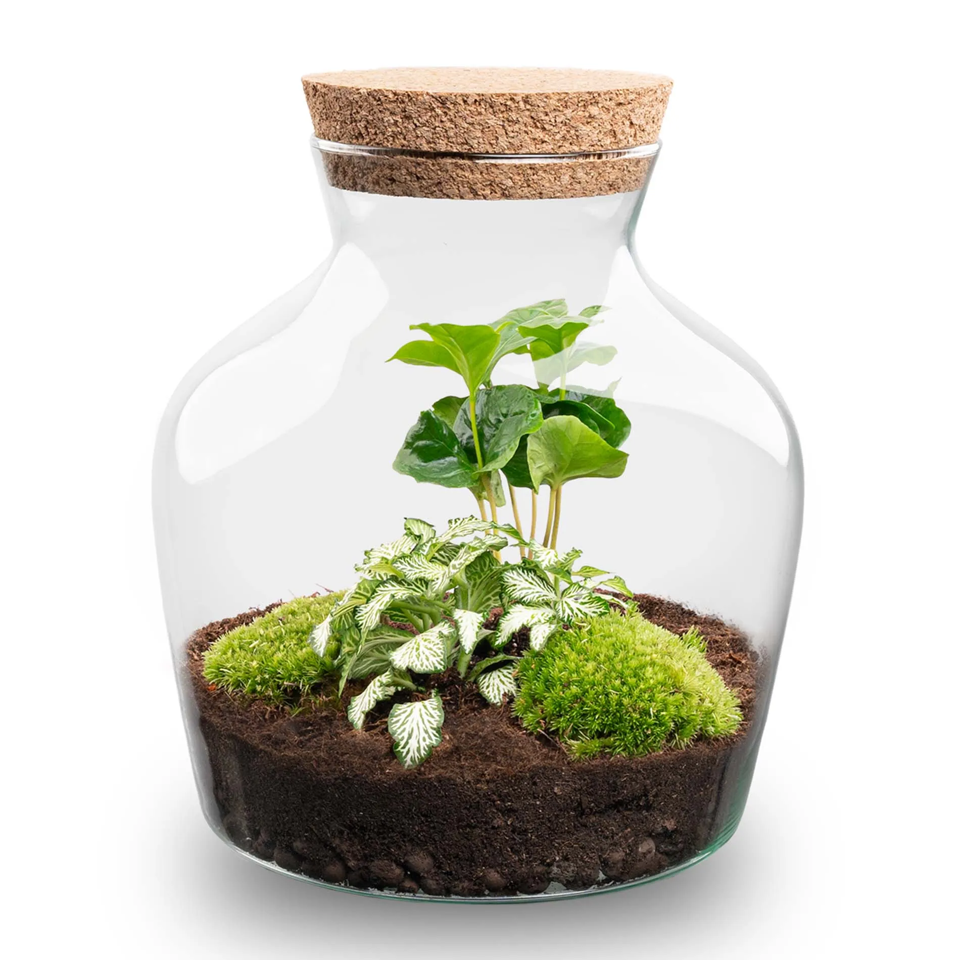 Terrarium DIY Kit - Little Joe - Bottle Garden - ↑ 21.5 cm