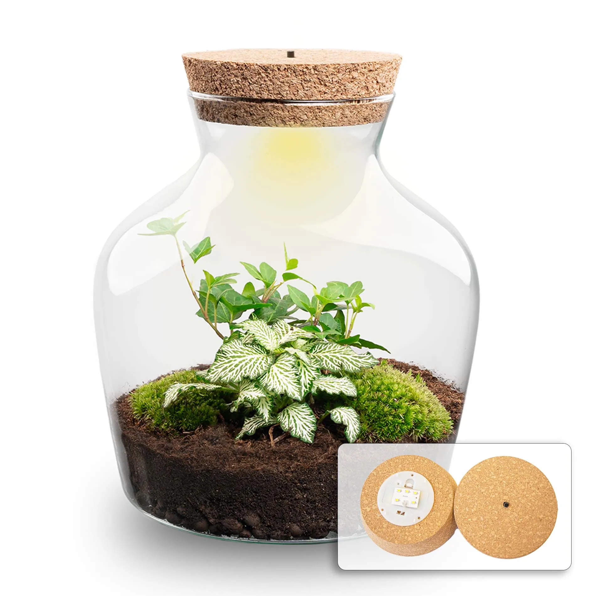 Terrarium DIY Kit - Little Joe   LED - Hedera   Fittonia white - ↑ 21.5 cm