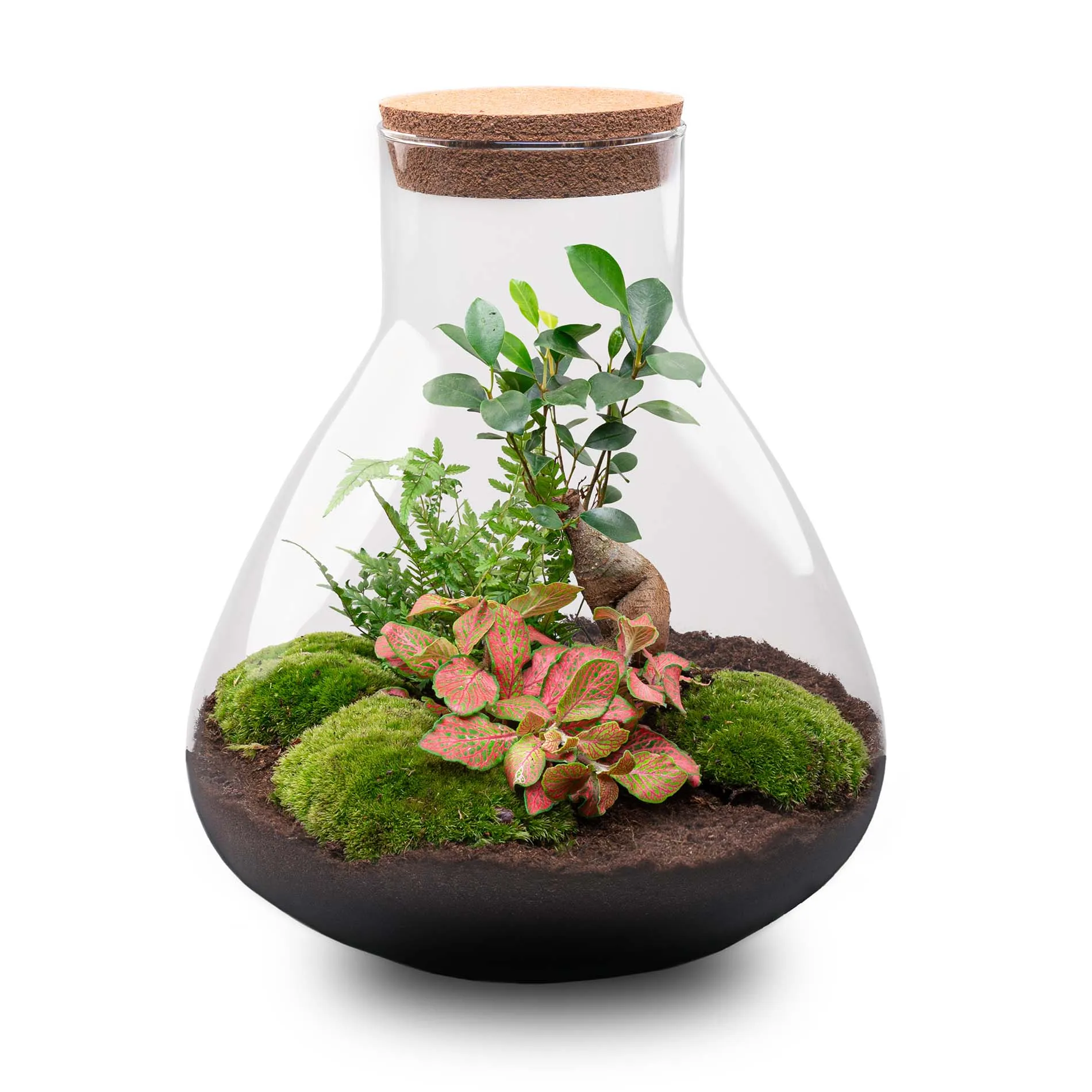 Terrarium DIY Kit - Sam XL Bonsai -  Fittonia - Fern -  Bottle Garden - ↑ 35 cm