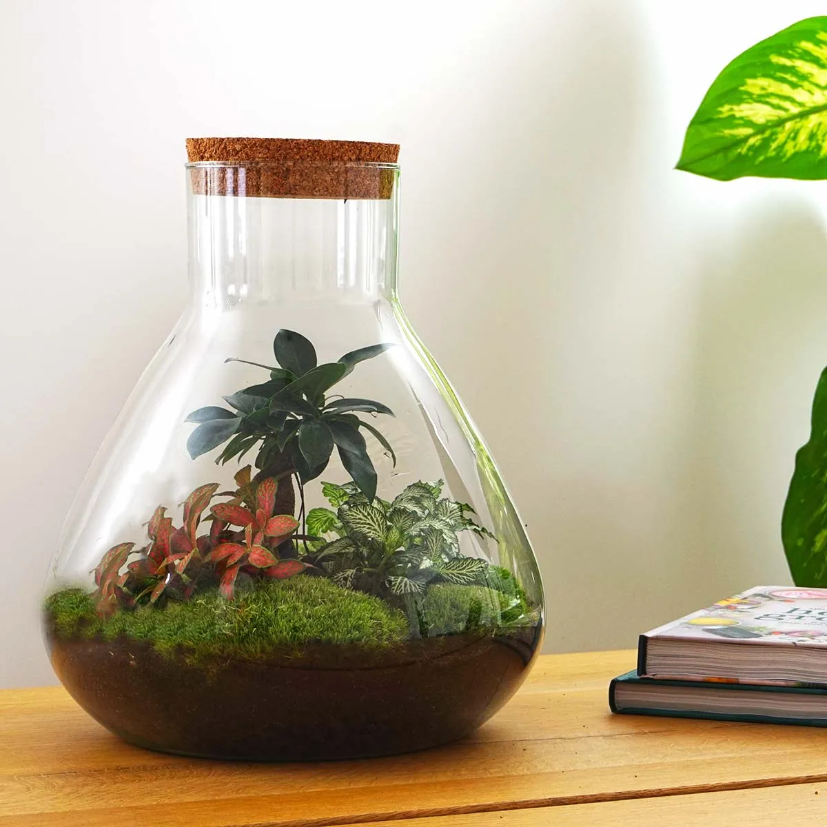 Terrarium DIY Kit - Sam XL Bonsai -  Fittonia - Fern -  Bottle Garden - ↑ 35 cm