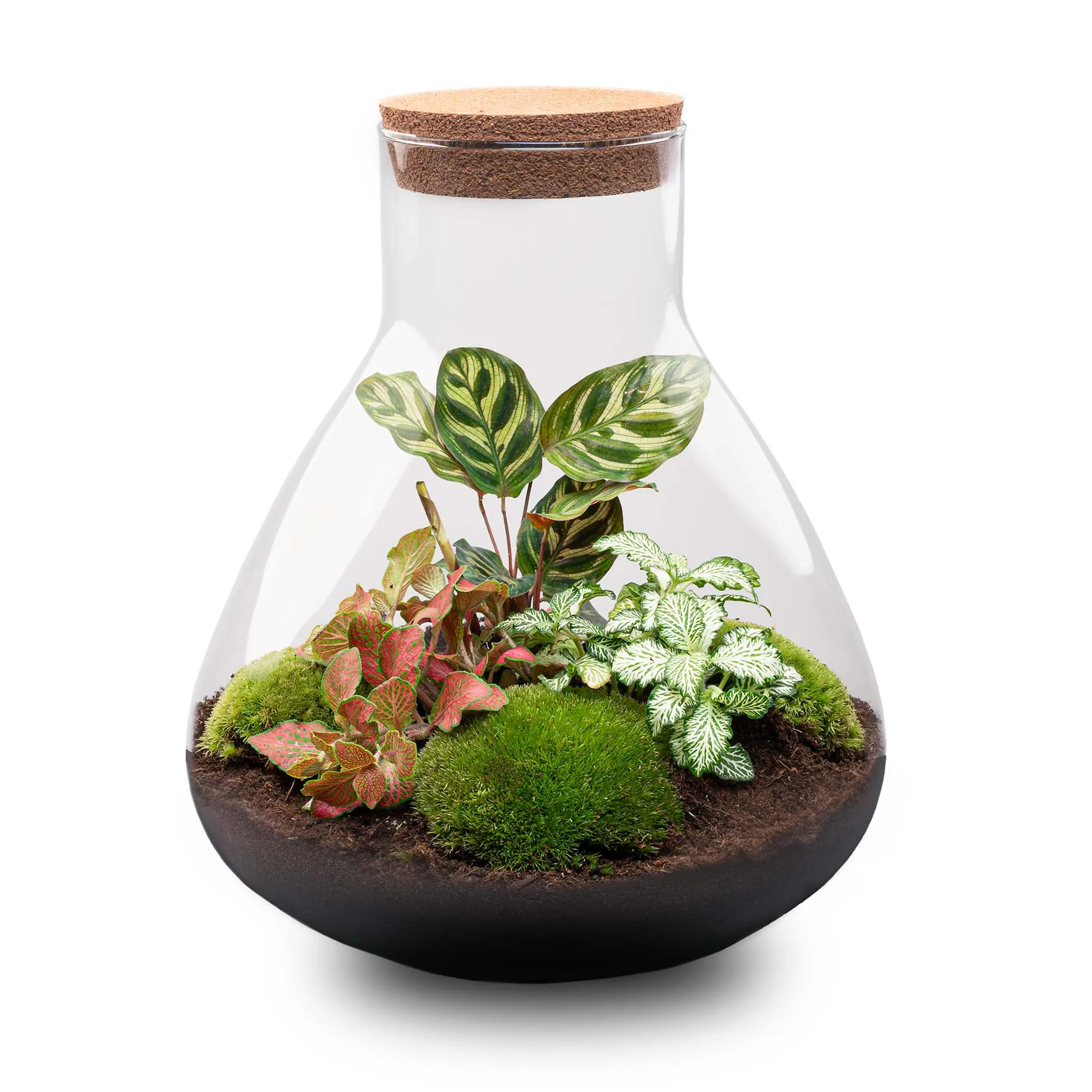 Terrarium DIY Kit - Sam XL Red - Bottle Garden - ↑ 35 cm