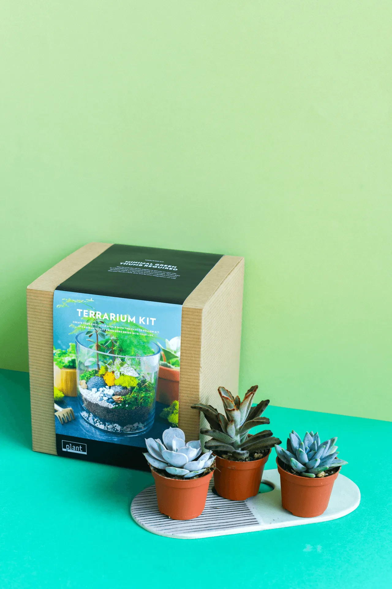 Terrarium Kit : Cylinder w/ Plants