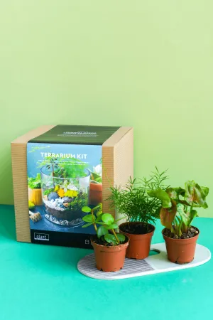 Terrarium Kit : Cylinder w/ Plants