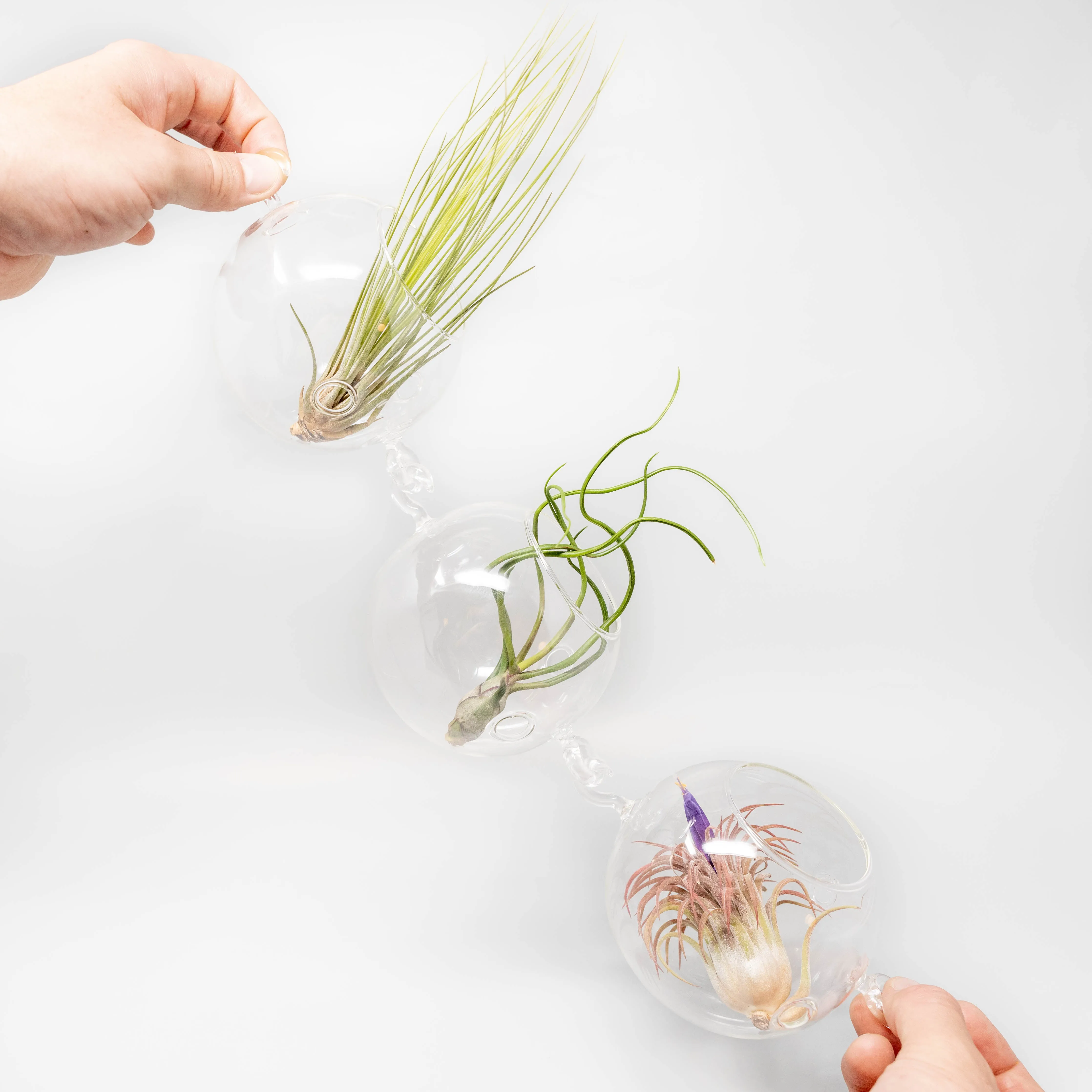 Terrarium Trio with Double Hooks and Tillandsia Juncea, Bulbosa, & Ionantha Air Plants