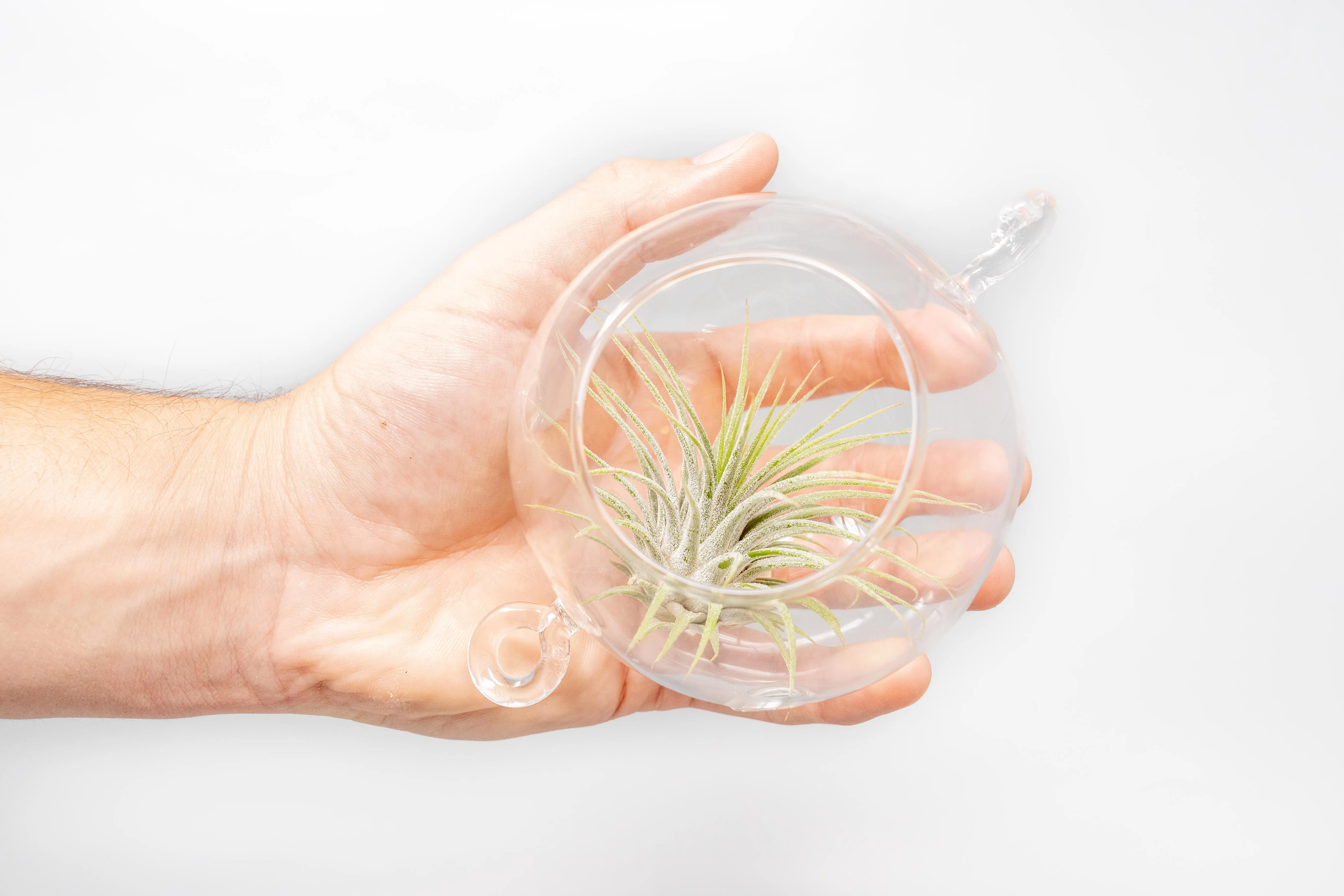 Terrarium Trio with Double Hooks and Tillandsia Juncea, Bulbosa, & Ionantha Air Plants