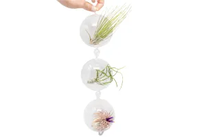 Terrarium Trio with Double Hooks and Tillandsia Juncea, Bulbosa, & Ionantha Air Plants