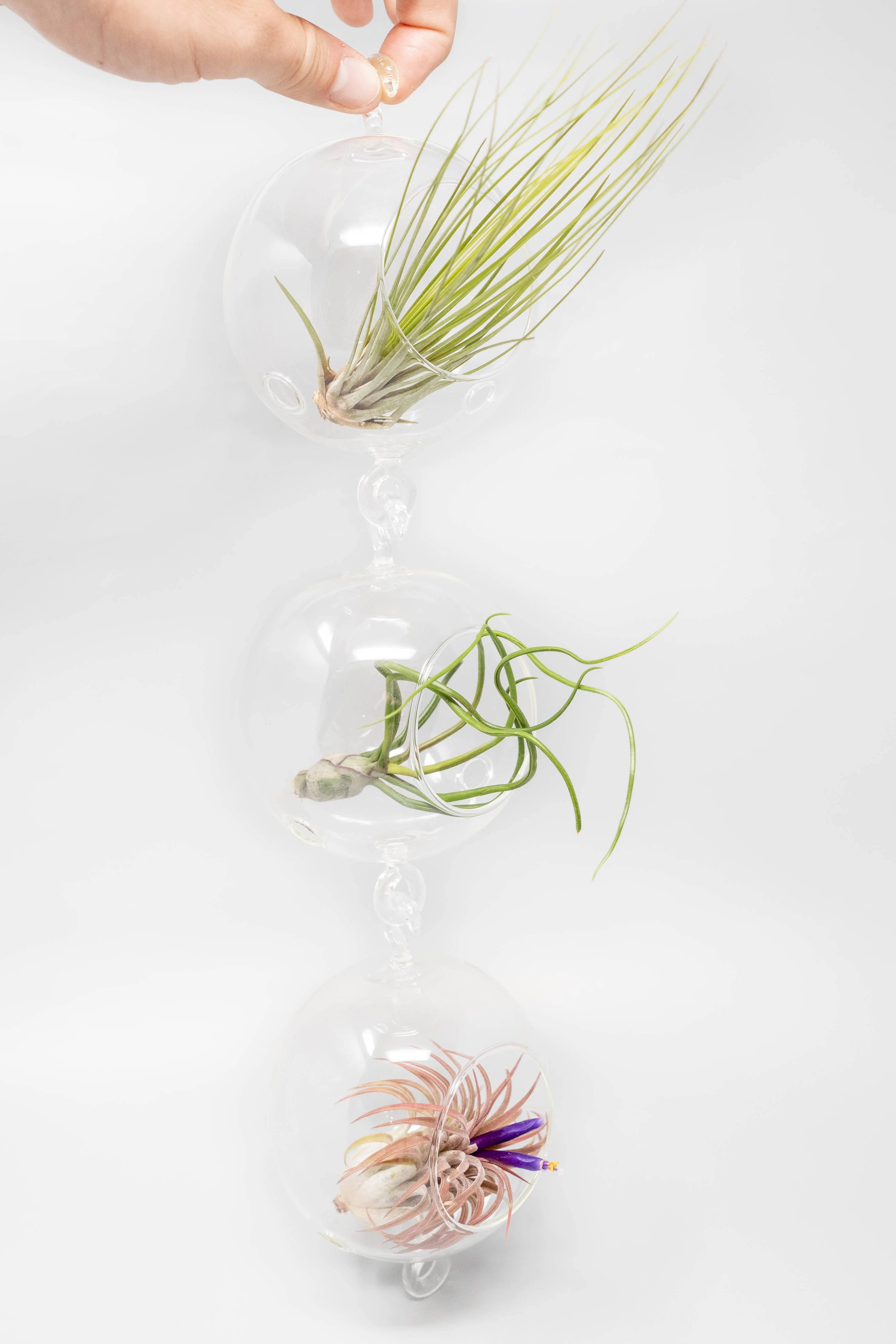 Vertical Garden Display featuring 6 Terrariums with Double Hooks and Air Plants