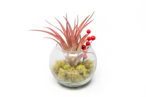 Wholesale - Festive Terrarium with Green Reindeer Moss, Berry Sprig, & Tillandsia Red Abdita Air Plant