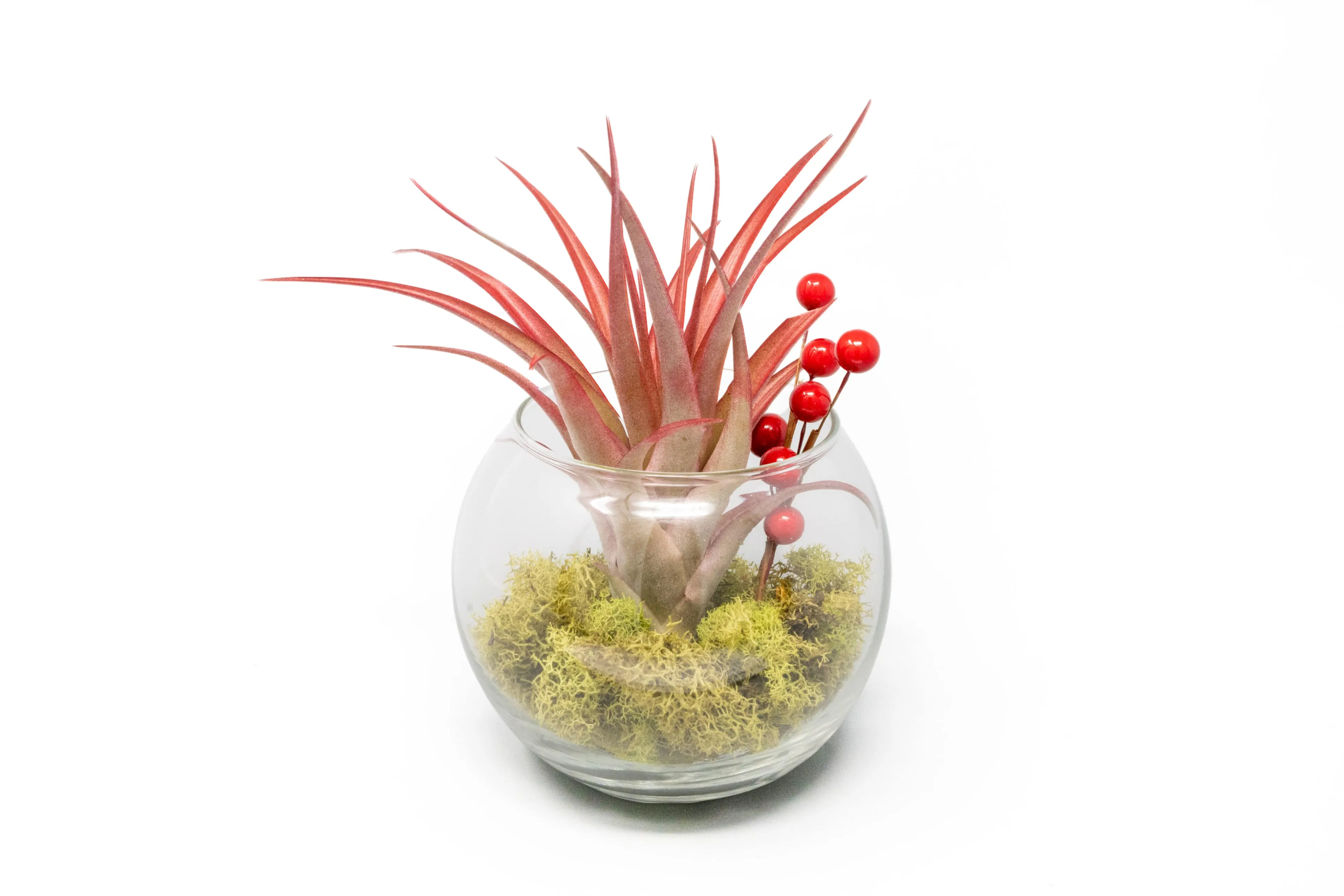 Wholesale - Festive Terrarium with Green Reindeer Moss, Berry Sprig, & Tillandsia Red Abdita Air Plant