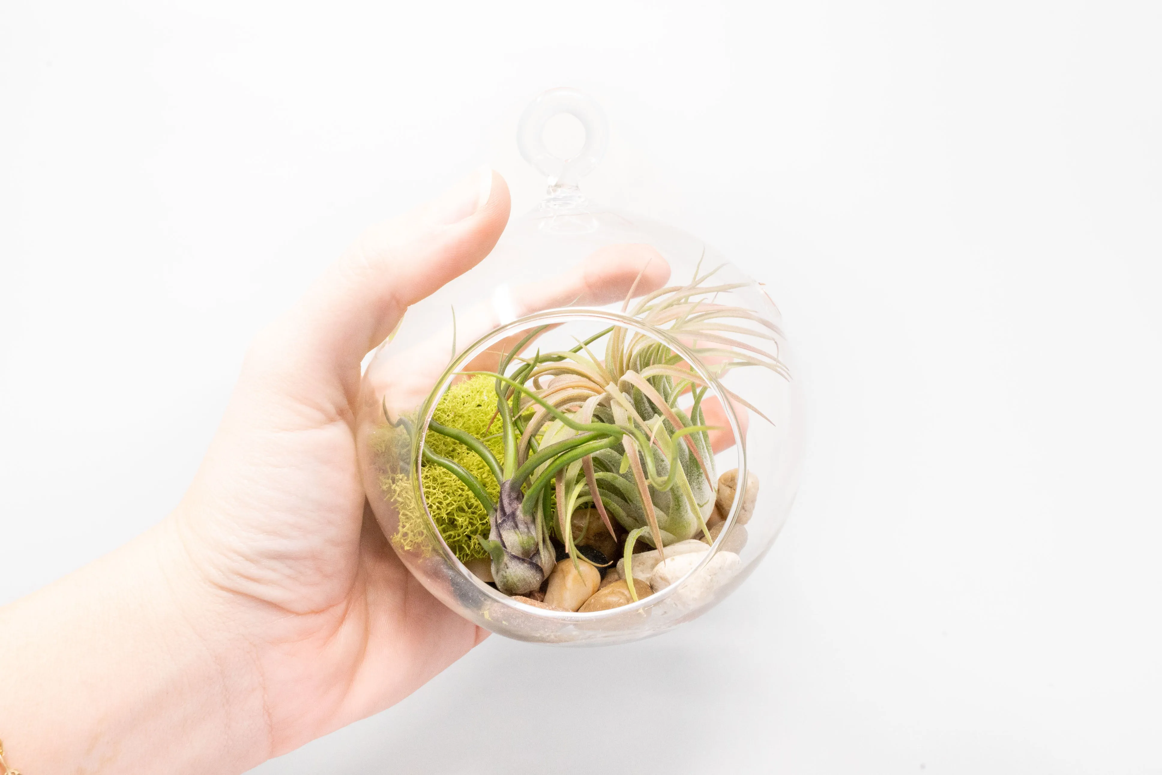 Wholesale Stunning Terrarium Sets - Each Terrarium Includes Glass Globe, 2 Tillandsia Air Plants, Stones & Moss Accent