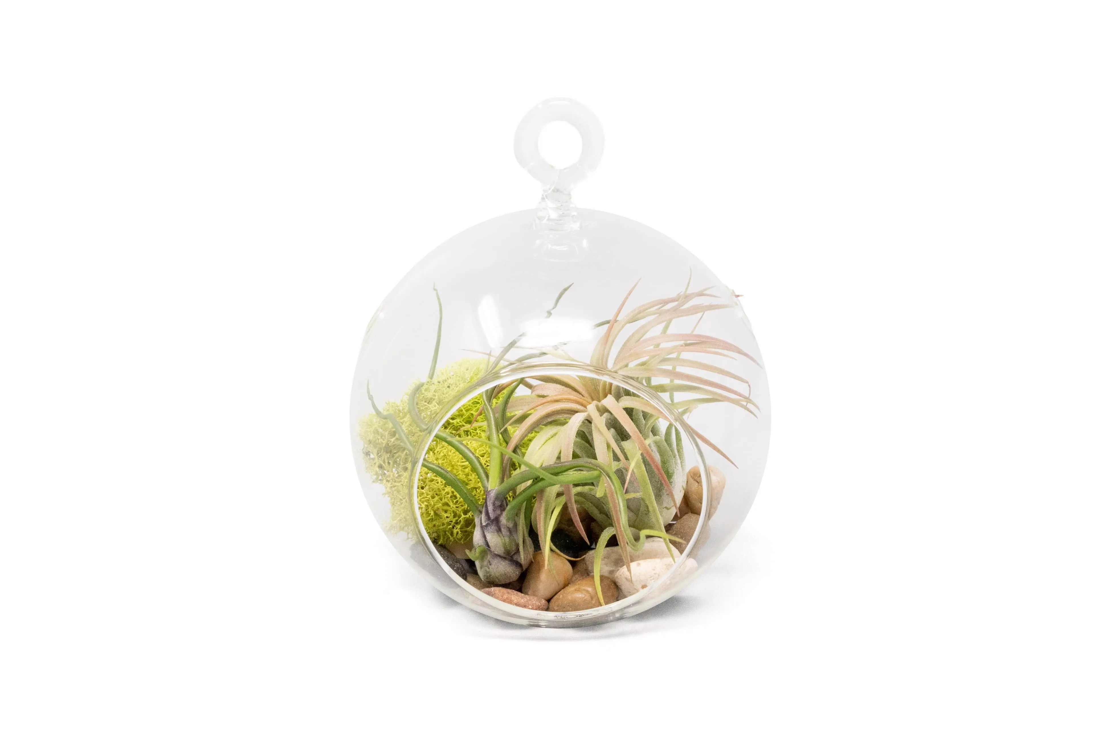 Wholesale Stunning Terrarium Sets - Each Terrarium Includes Glass Globe, 2 Tillandsia Air Plants, Stones & Moss Accent