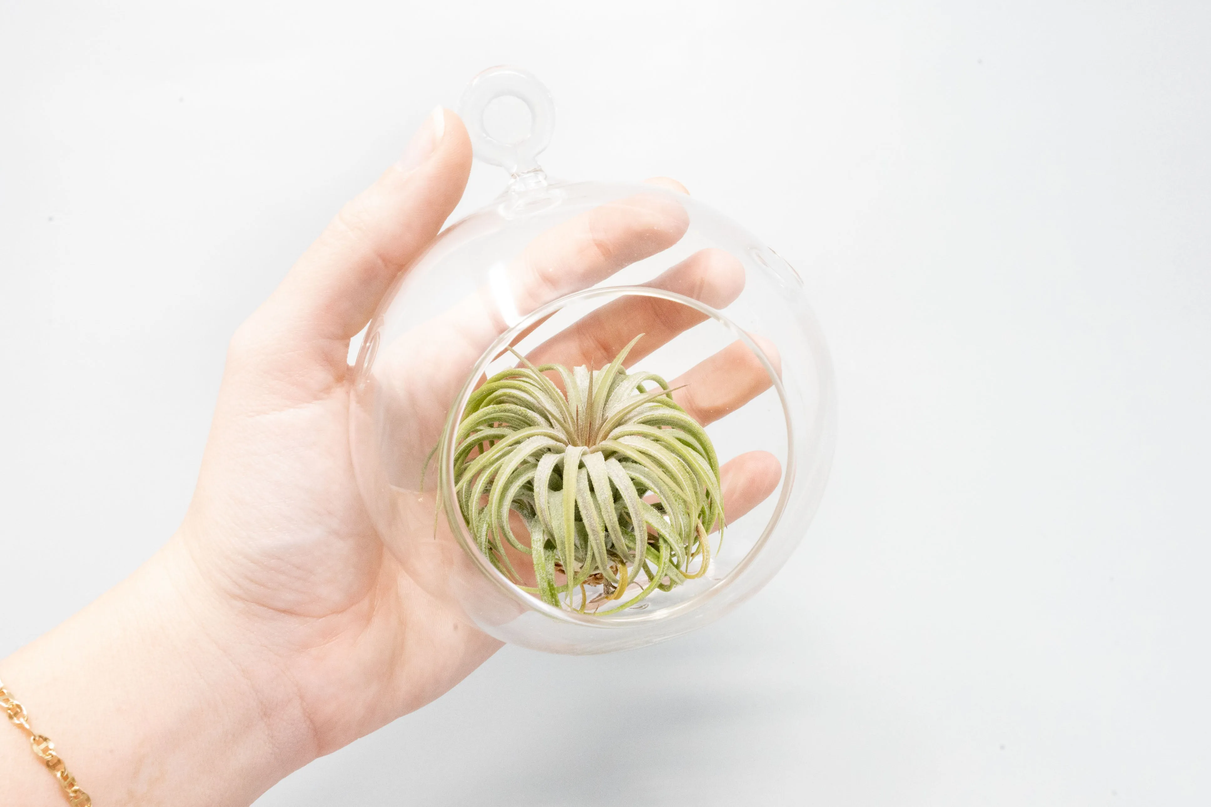 Wholesale Stunning Terrarium Sets - Each Terrarium Includes Glass Globe, 2 Tillandsia Air Plants, Stones & Moss Accent