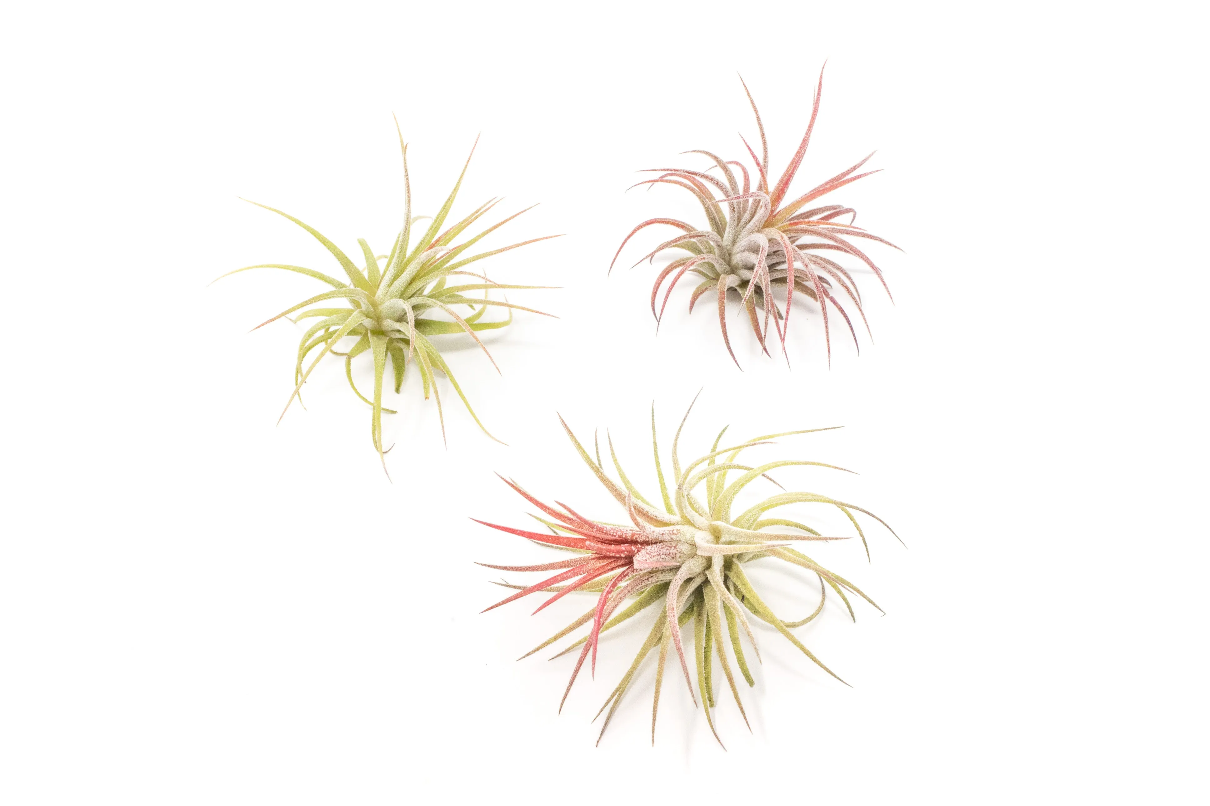 Wholesale - Tillandsia Ionantha Fuego Air Plants