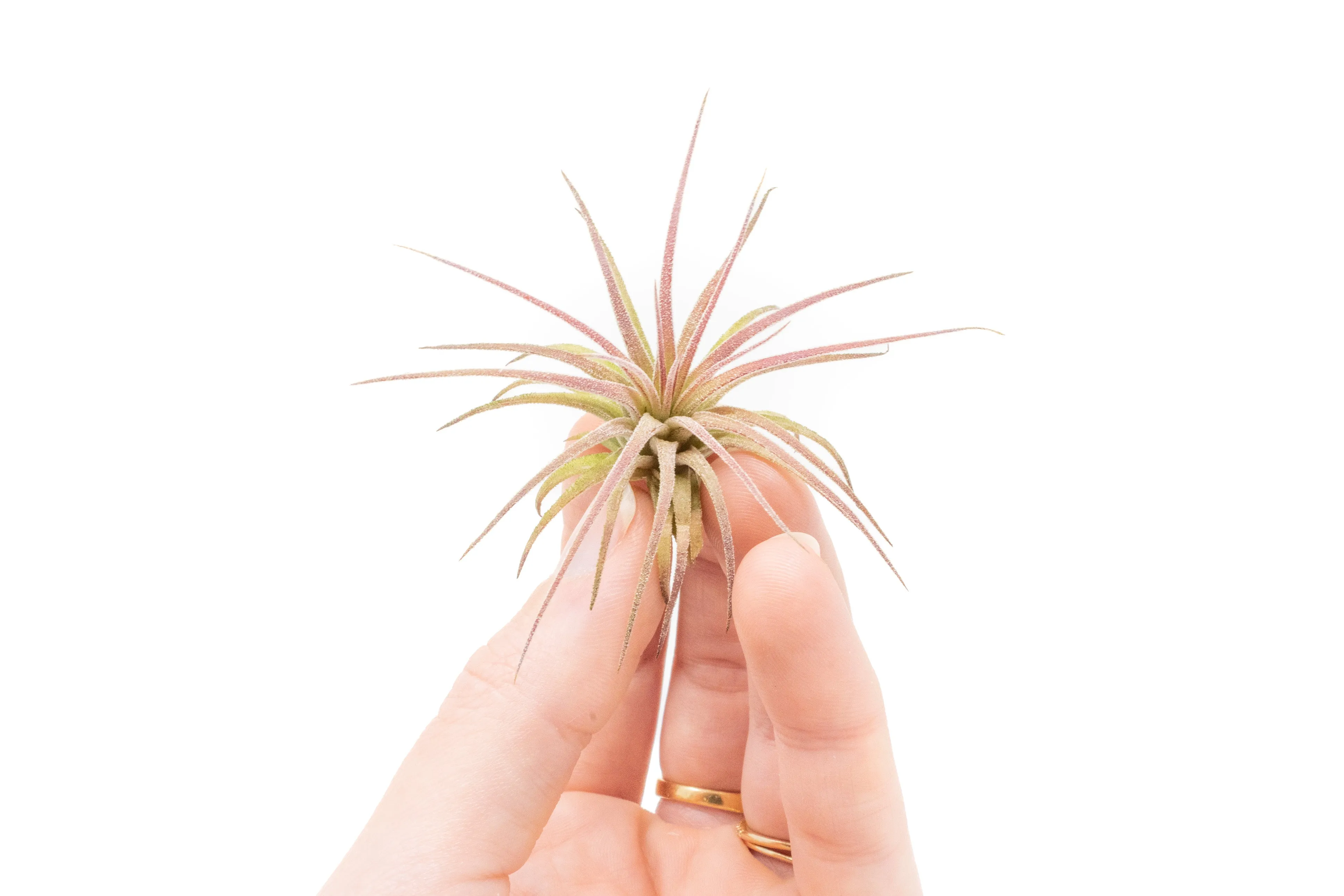 Wholesale - Tillandsia Ionantha Fuego Air Plants