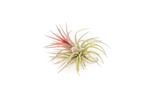 Wholesale - Tillandsia Ionantha Fuego Air Plants