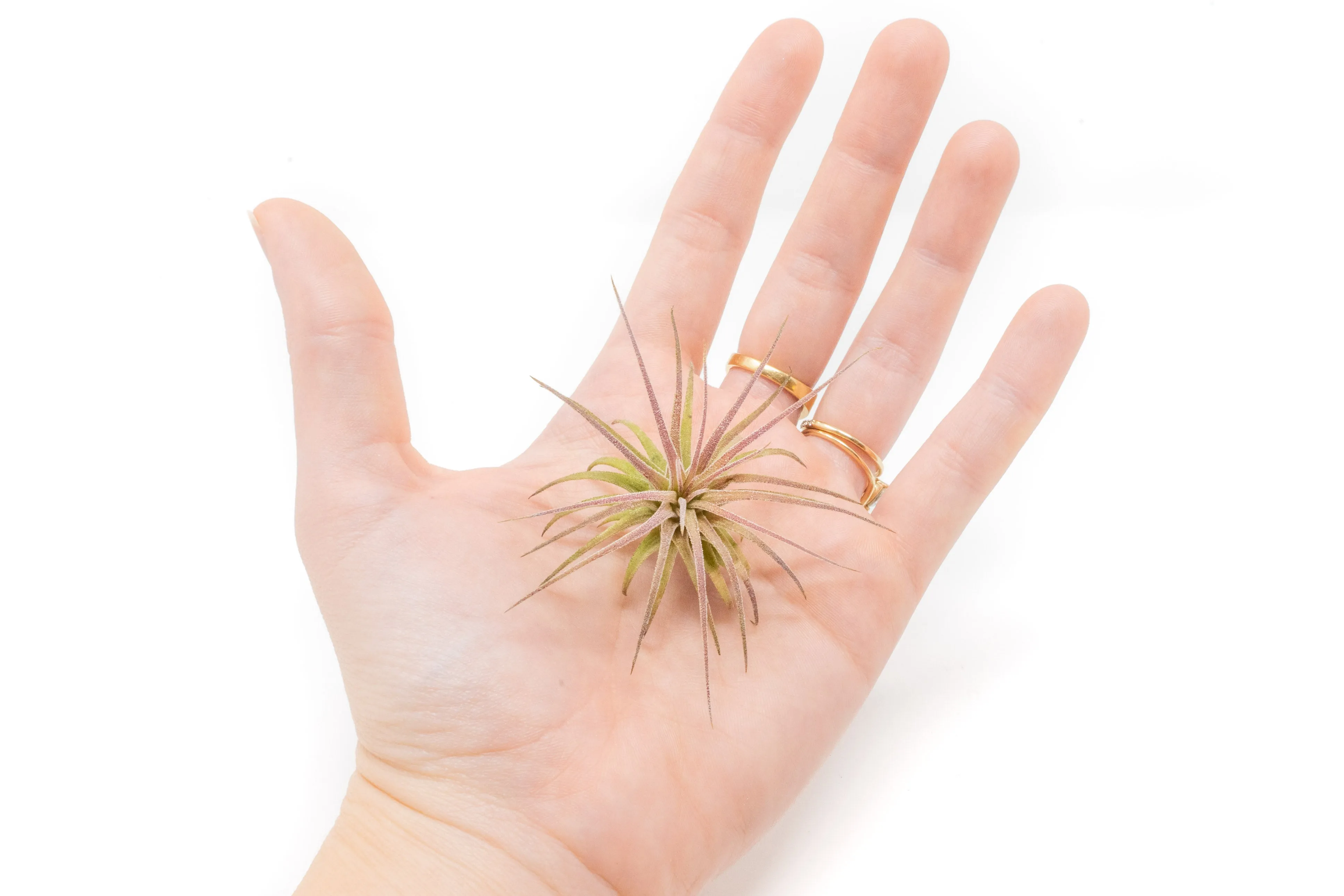 Wholesale - Tillandsia Ionantha Fuego Air Plants