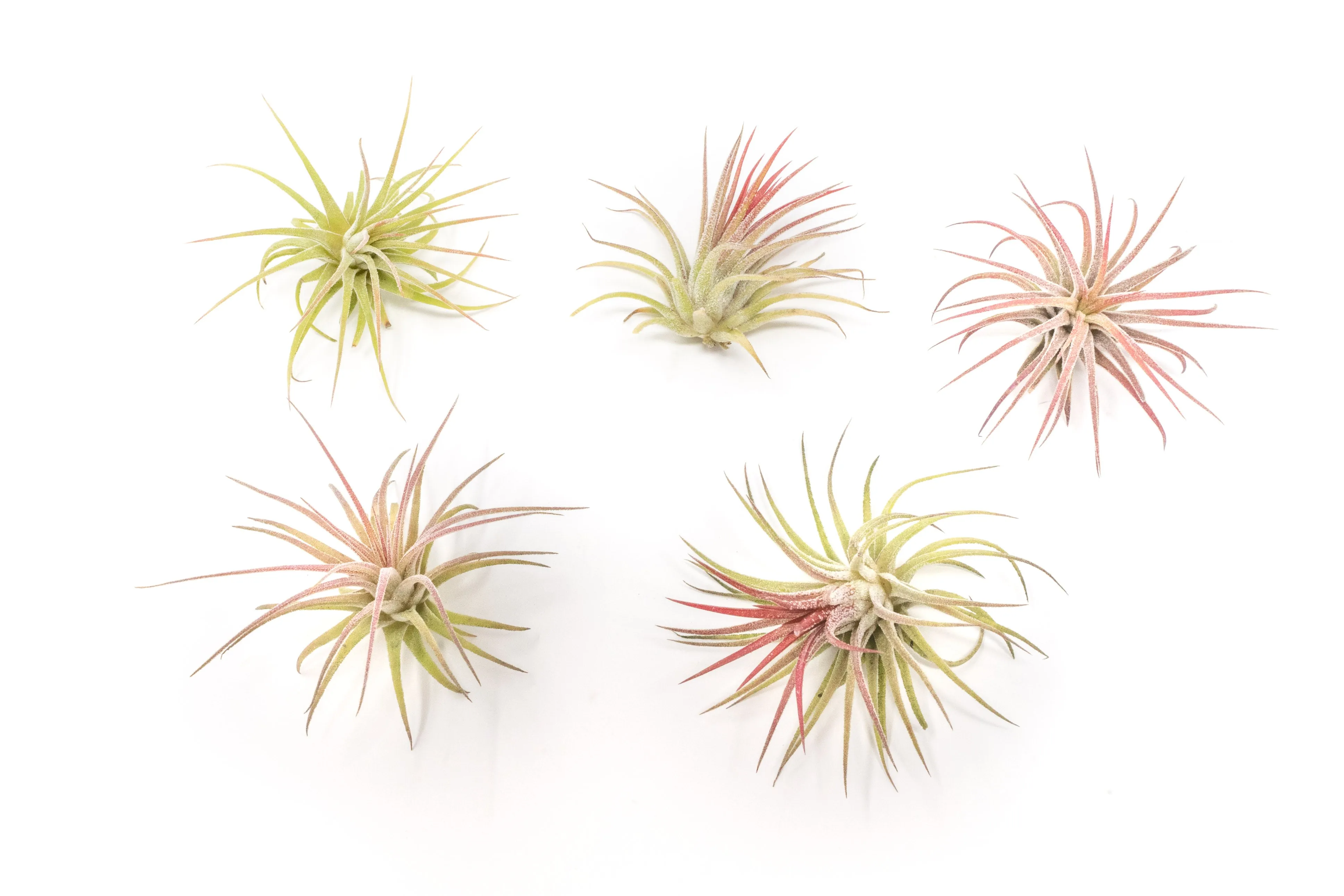 Wholesale - Tillandsia Ionantha Fuego Air Plants