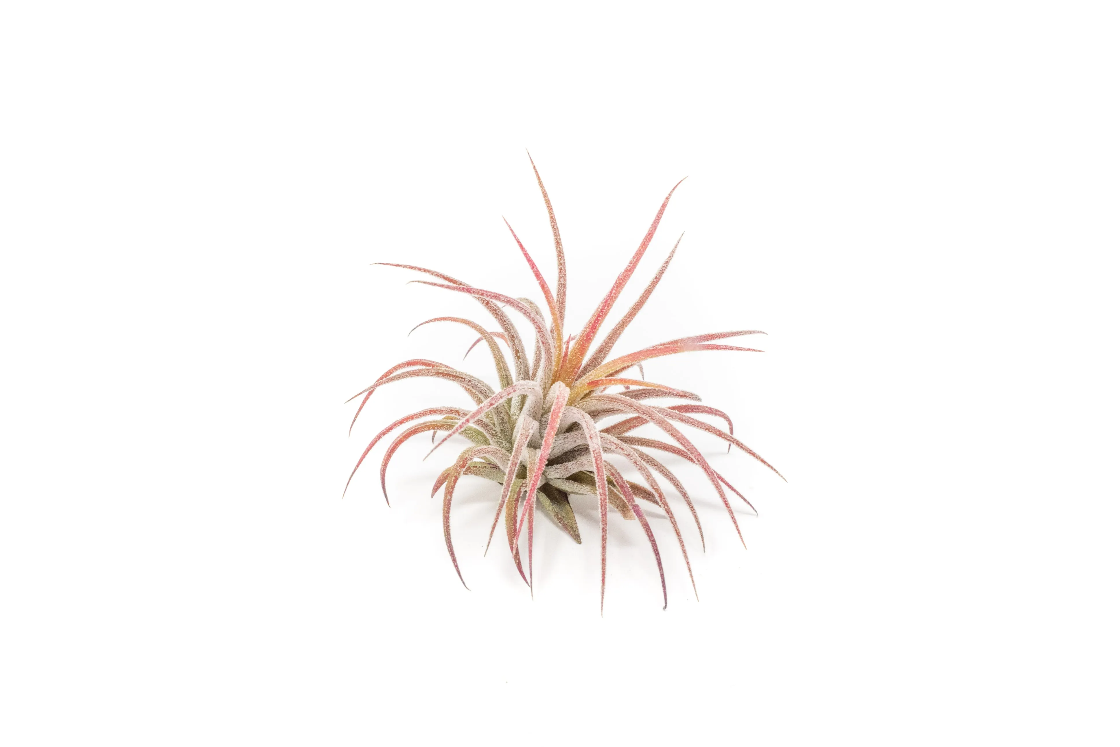 Wholesale - Tillandsia Ionantha Fuego Air Plants