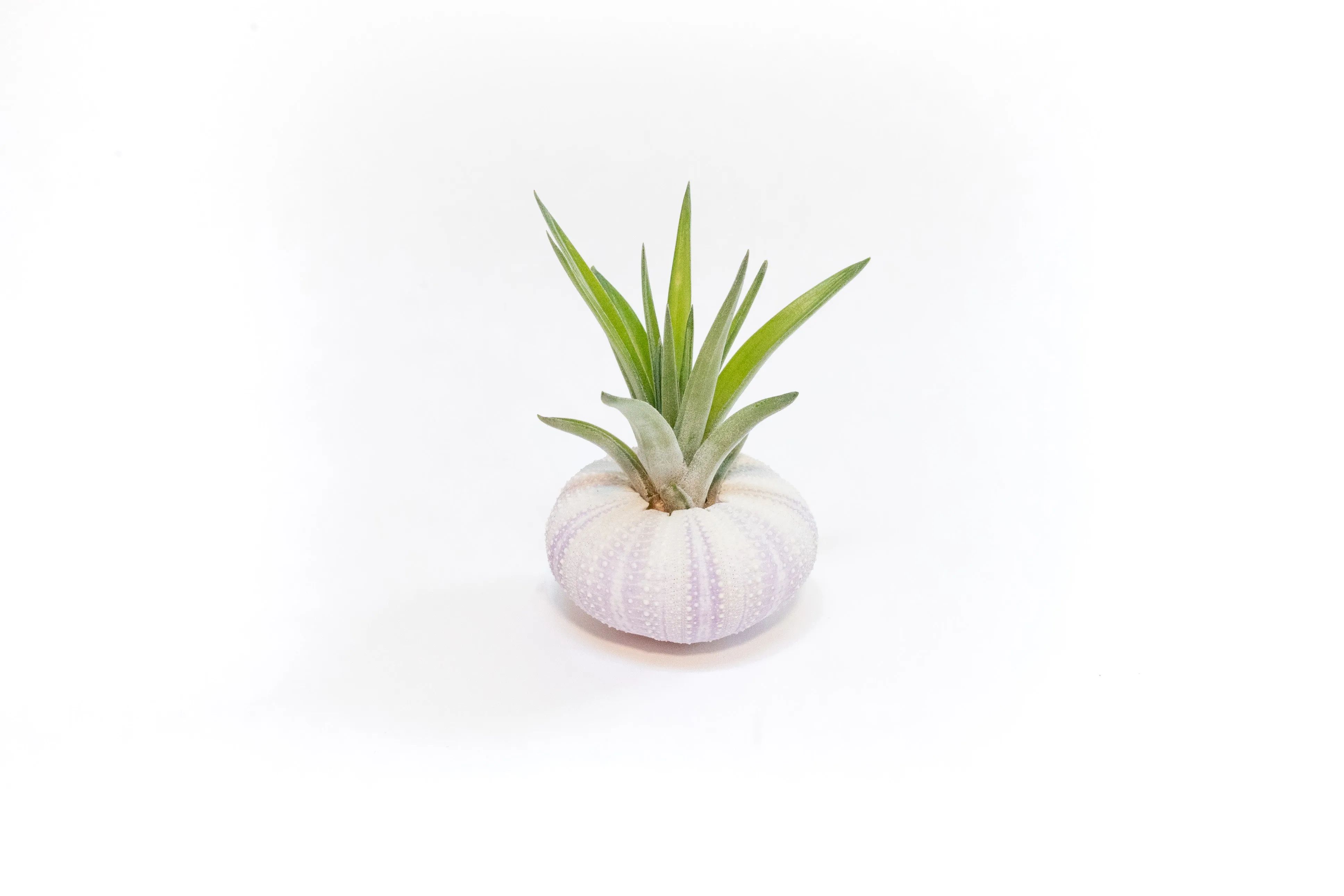 Wholesale - Urchin Collection Variety Pack with Tillandsia Ionantha Air Plants