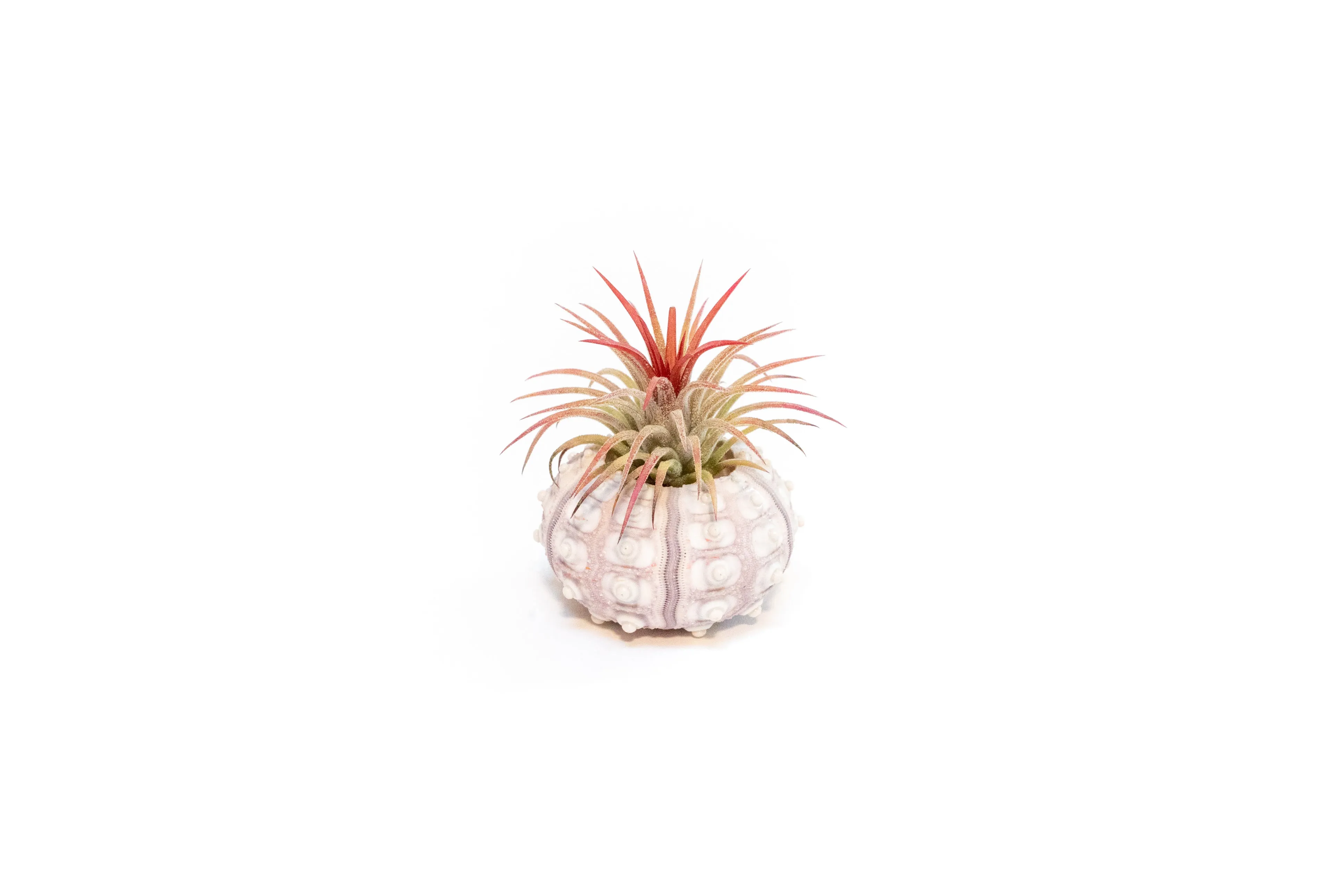 Wholesale - Urchin Collection Variety Pack with Tillandsia Ionantha Air Plants