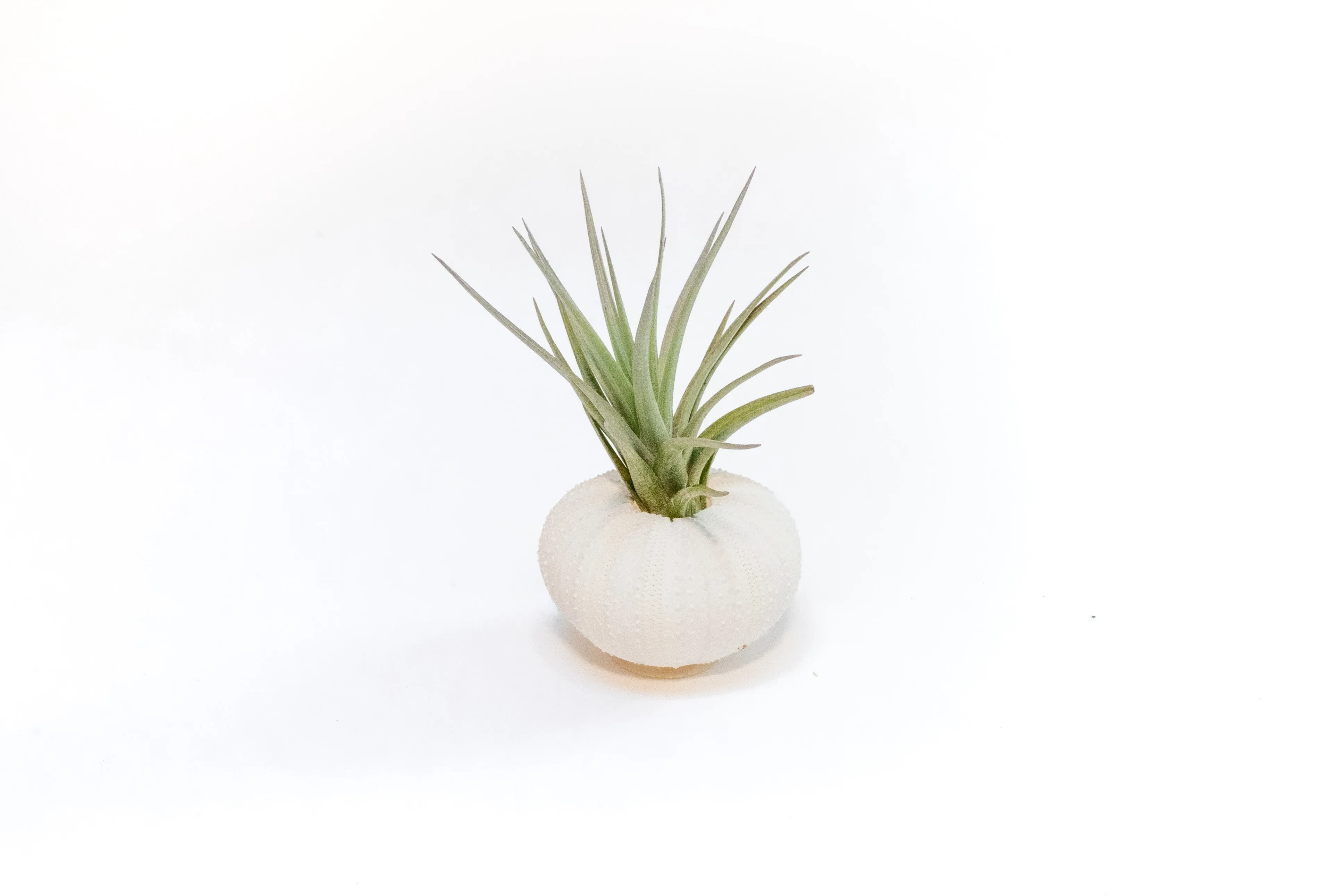 Wholesale - Urchin Collection Variety Pack with Tillandsia Ionantha Air Plants