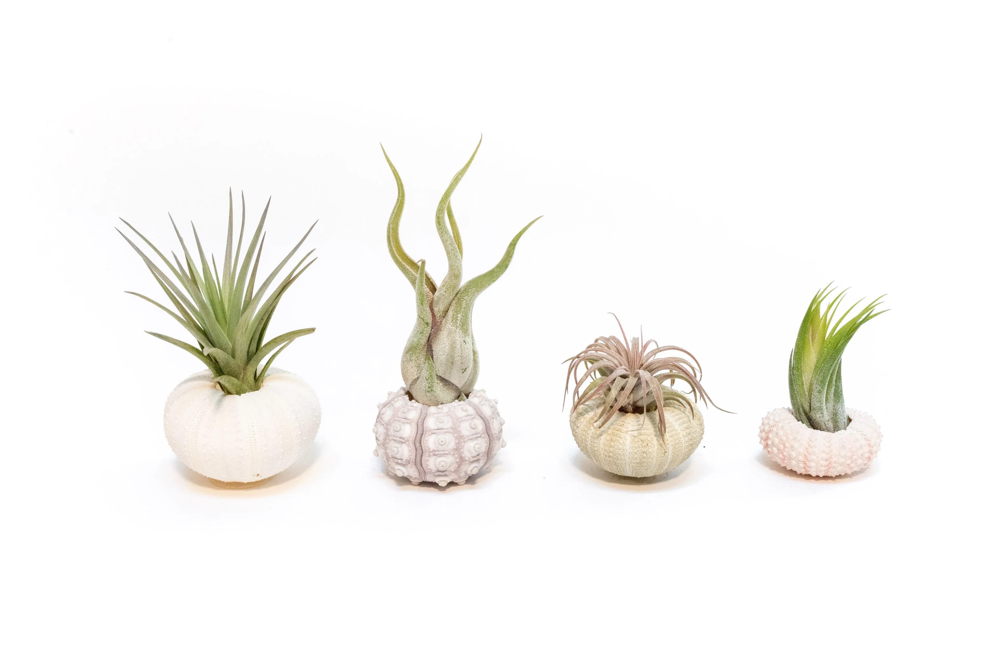 Wholesale - Urchin Collection Variety Pack with Tillandsia Ionantha Air Plants